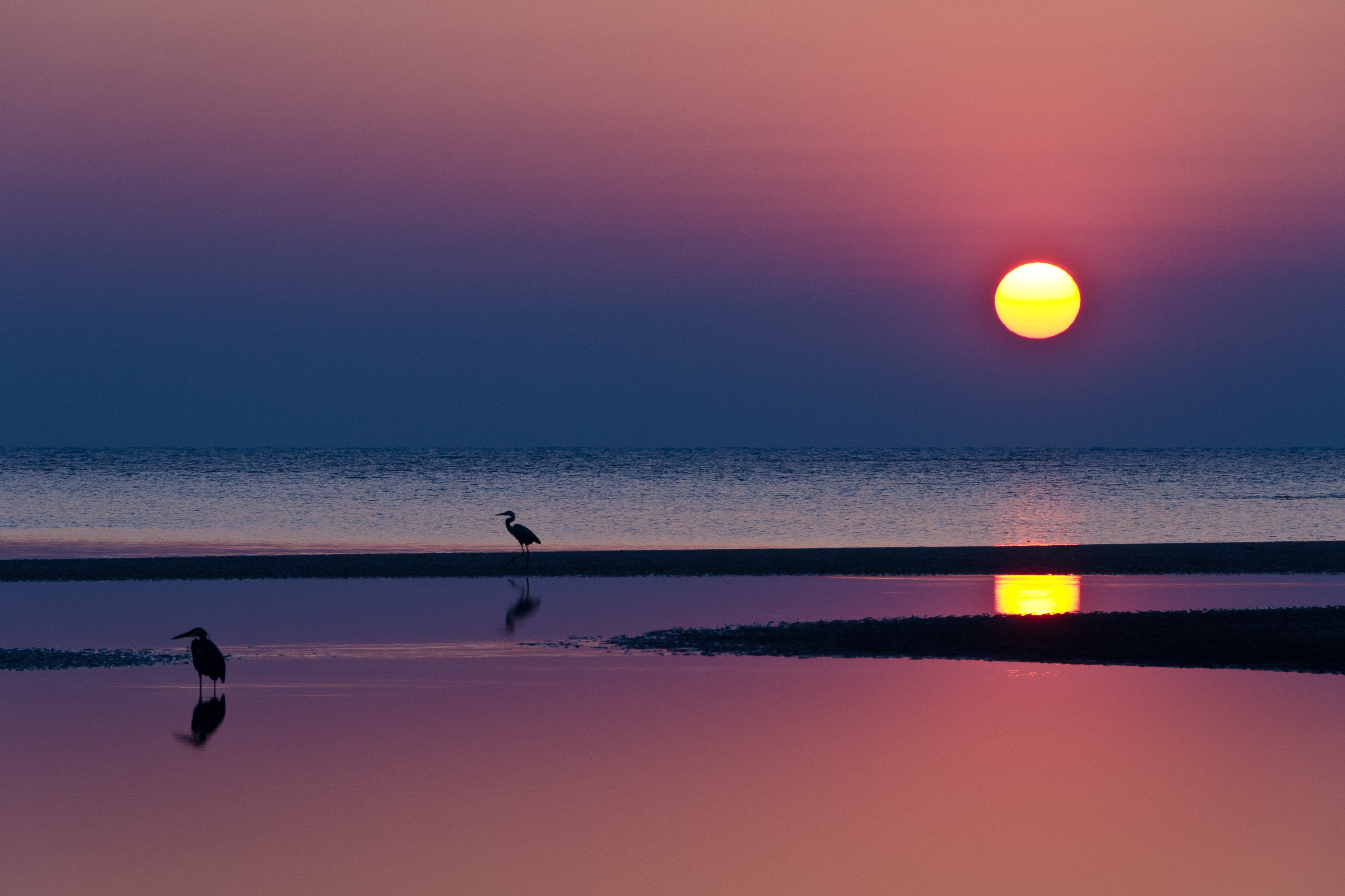 damp ground, BIRDS, damp, sunset, art, hd, 4K, beaches, herons, ground, sea, animals, HD Wallpaper