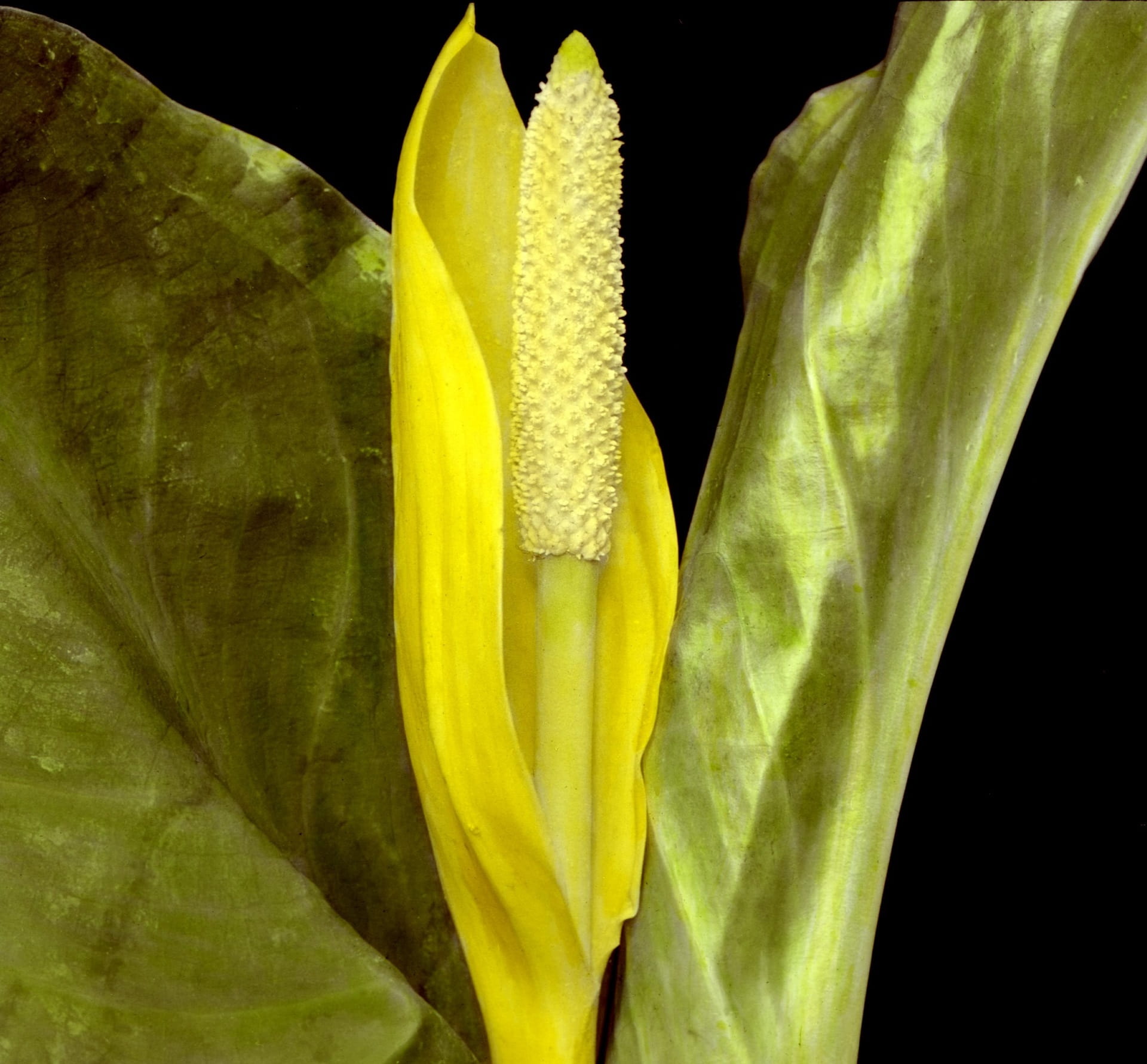 flower head, black background, odor, swamp, close-up, fresh, swamp lantern, Plant, Flower, petal, flowering plant, nature, Western Skunk Cabbage, bog, fragility, HD Wallpaper