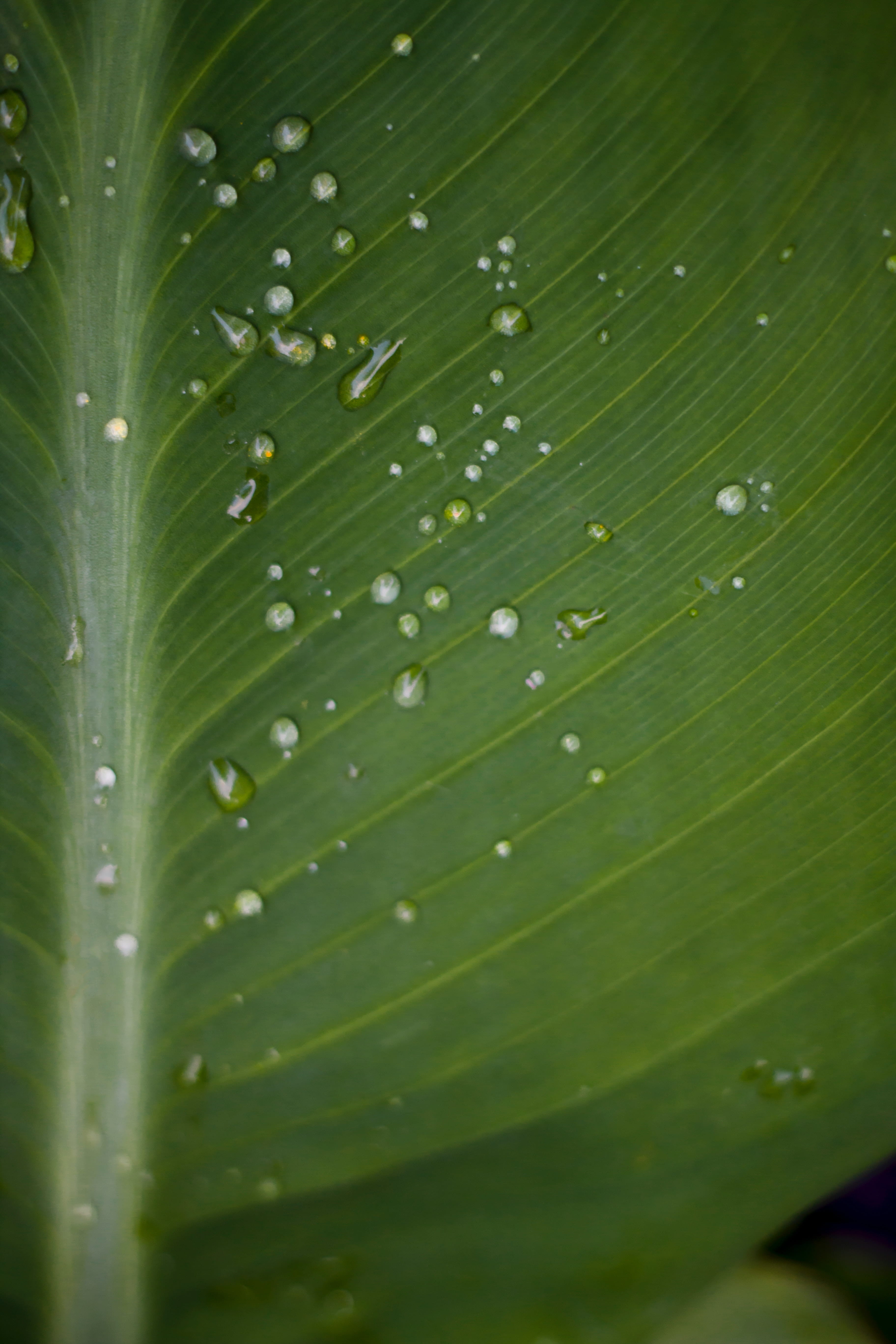 full frame, raindrop, green color, rain, dew, leaf vein, outdoors, damp, no people, nature, backgrounds, leaves, moist, h20, plant, purity, leaf, water, Phone HD Wallpaper