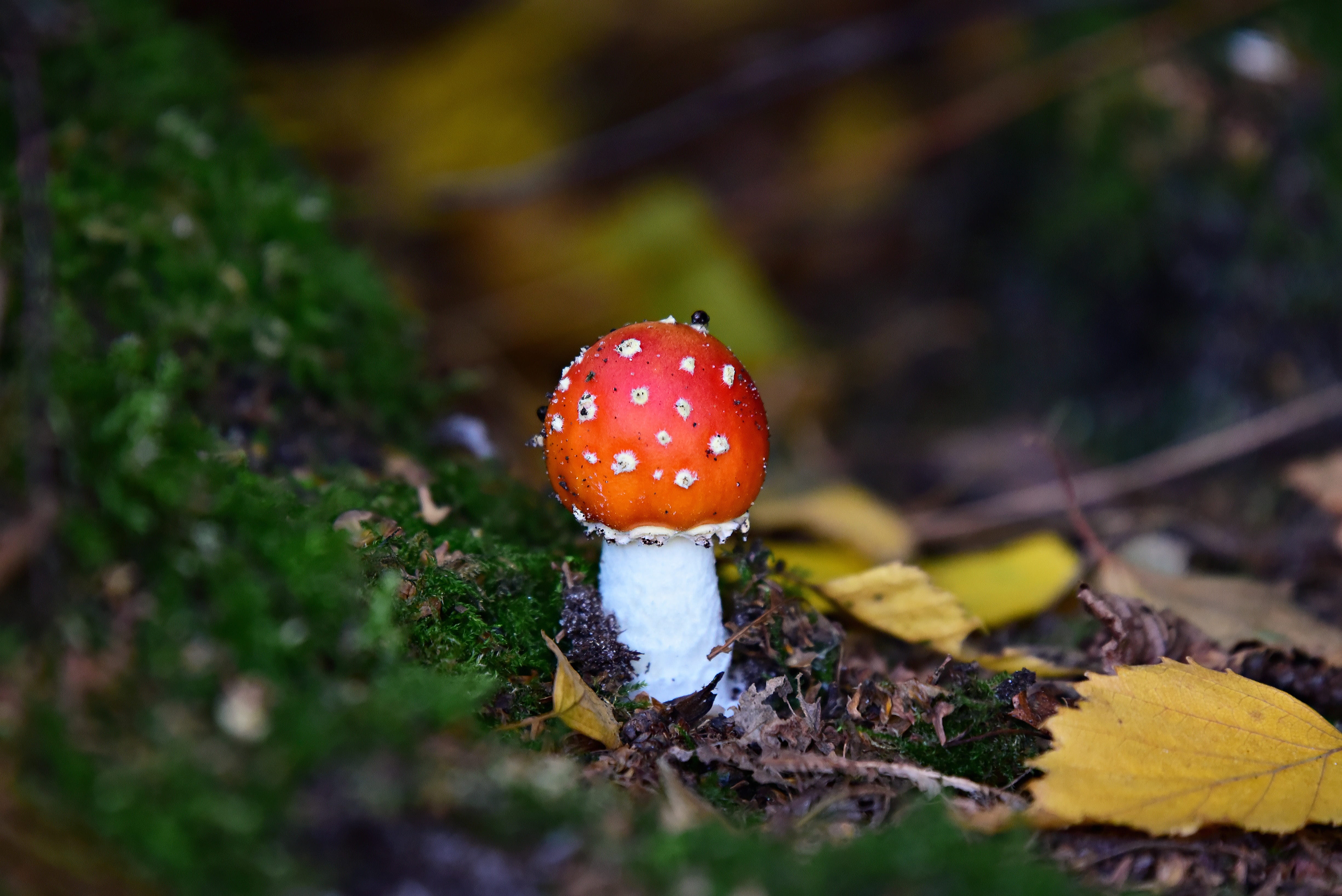beauty in nature, red, autumn, selective focus, close-up, moist, food, no people, outdoors, edible mushroom, field, day, fly agaric mushroom, fungus, vegetable, HD Wallpaper