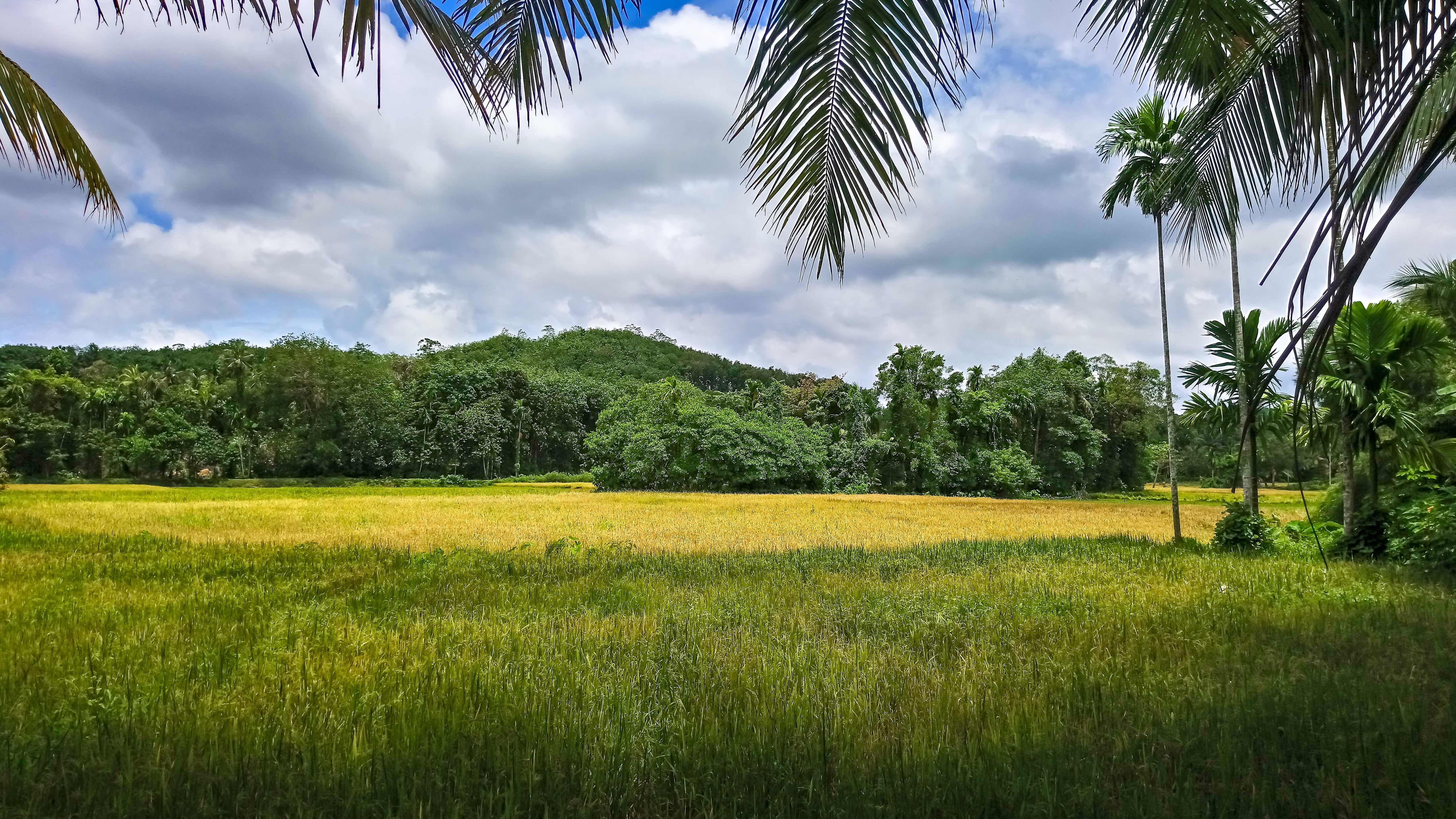 scenics - nature, no people, cloud, land, palm tree, land lot, outdoors, sky, field, environment, cloud - sky, tropical climate, tranquility, paddy field, HD Wallpaper