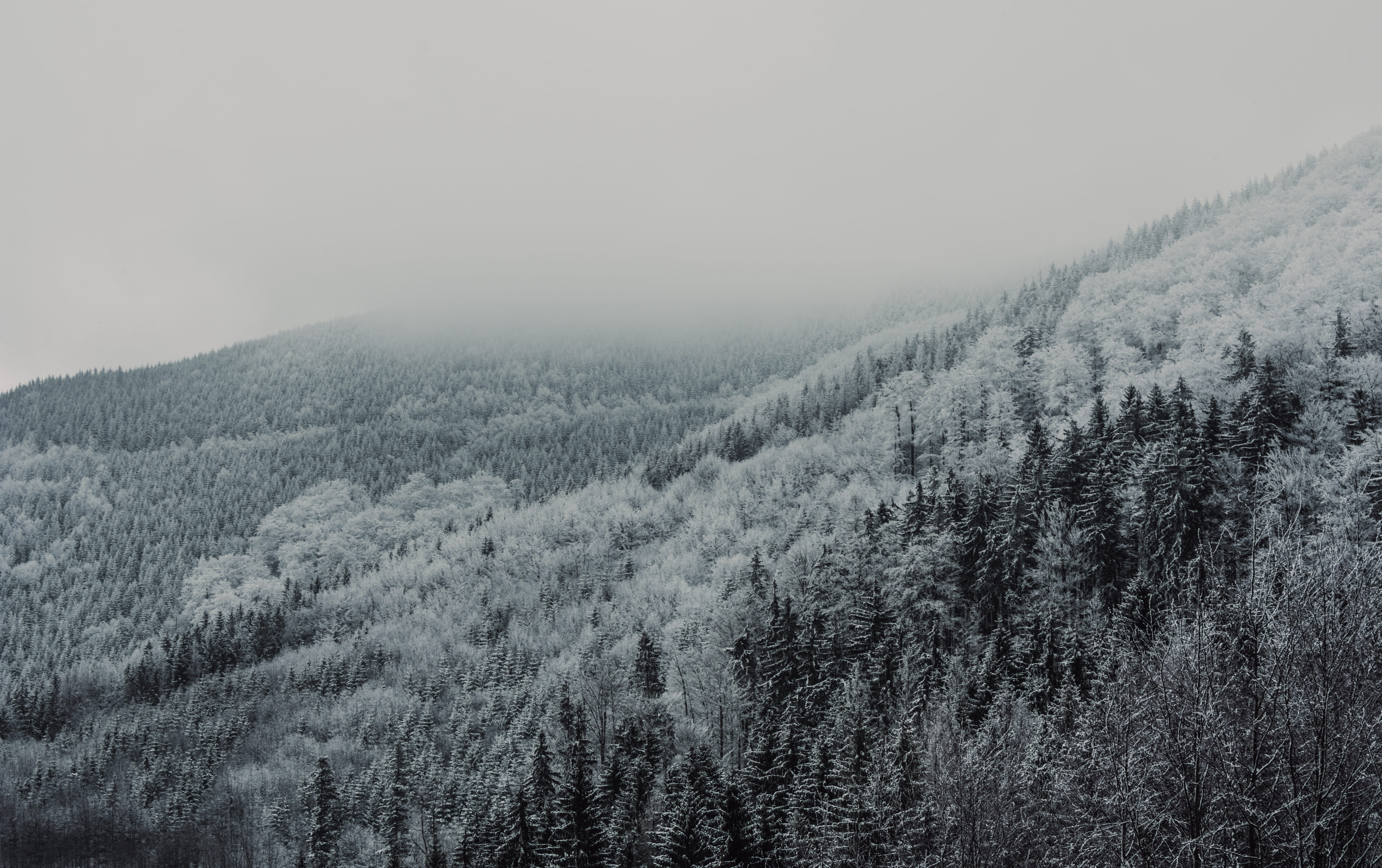 haze, trees, fog, grayscale, scenics - nature, winter, pine tree, beauty in nature, evergreen tree, coniferous tree, peace, land, outdoors, cold, HD Wallpaper