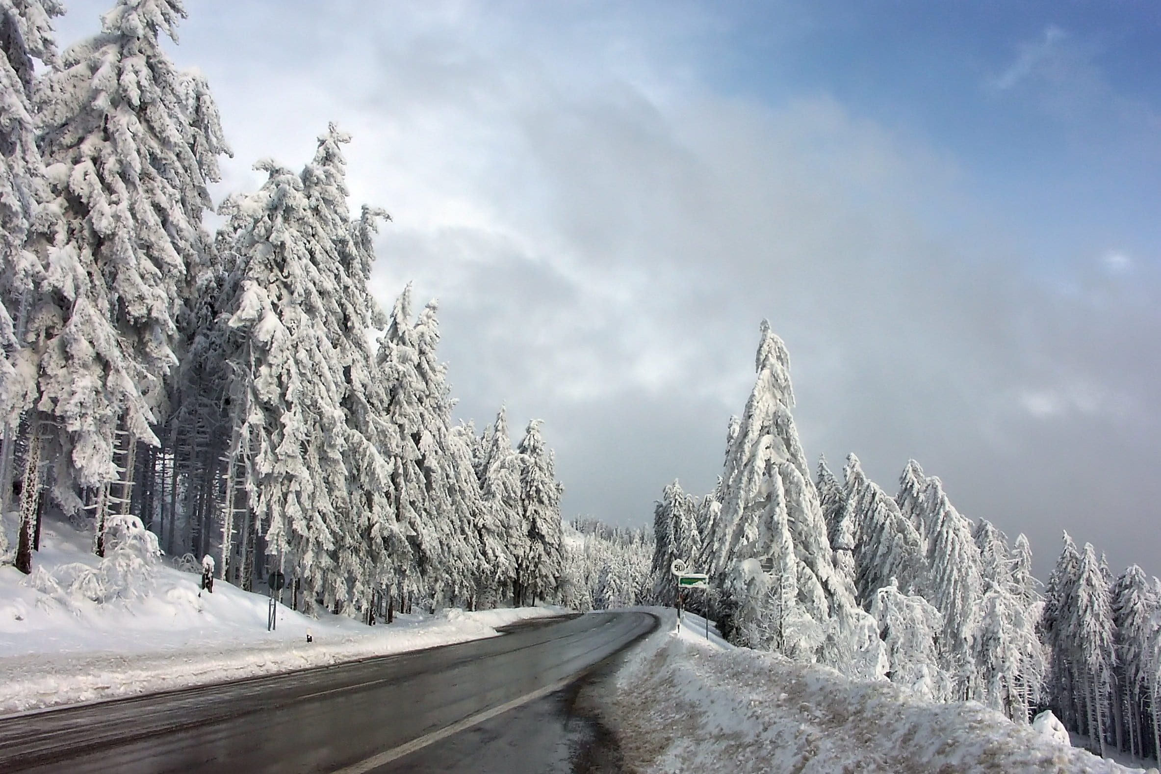 conifers, mood, christmas, environment, snowy, winter forest, plant, white color, tree, cloud - sky, white, winter dream, winter trees, cold temperature, HD Wallpaper