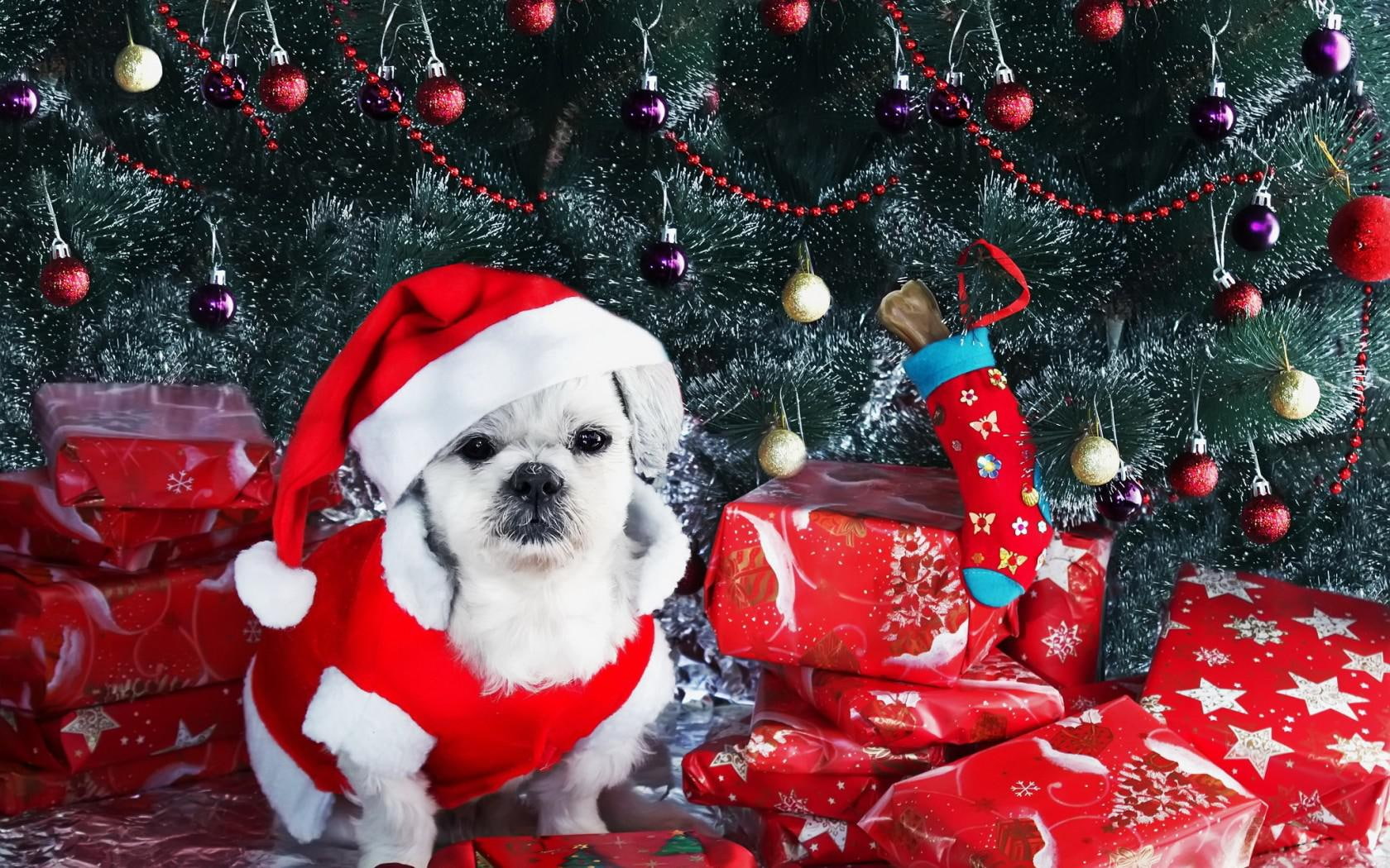 christmas tree, gifts, christmas, ornaments, tree, 720P, new, dog, new year, year, HD Wallpaper