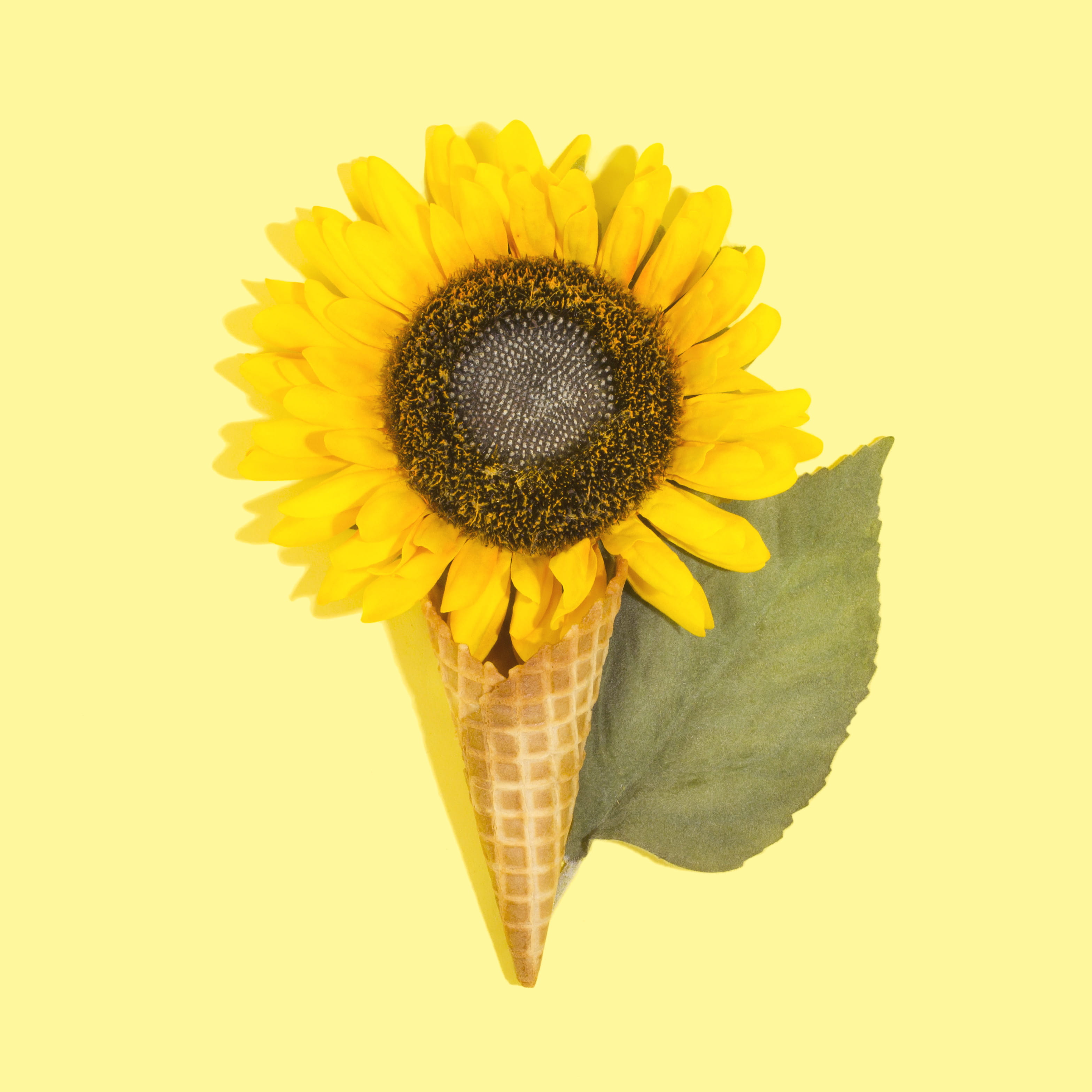 summer, single Object, pollen, beauty In Nature, blossom, sunset flower, autumn, nature, season, isolated, flatlay, no People, sunflower, close-up, leafe, Phone HD Wallpaper