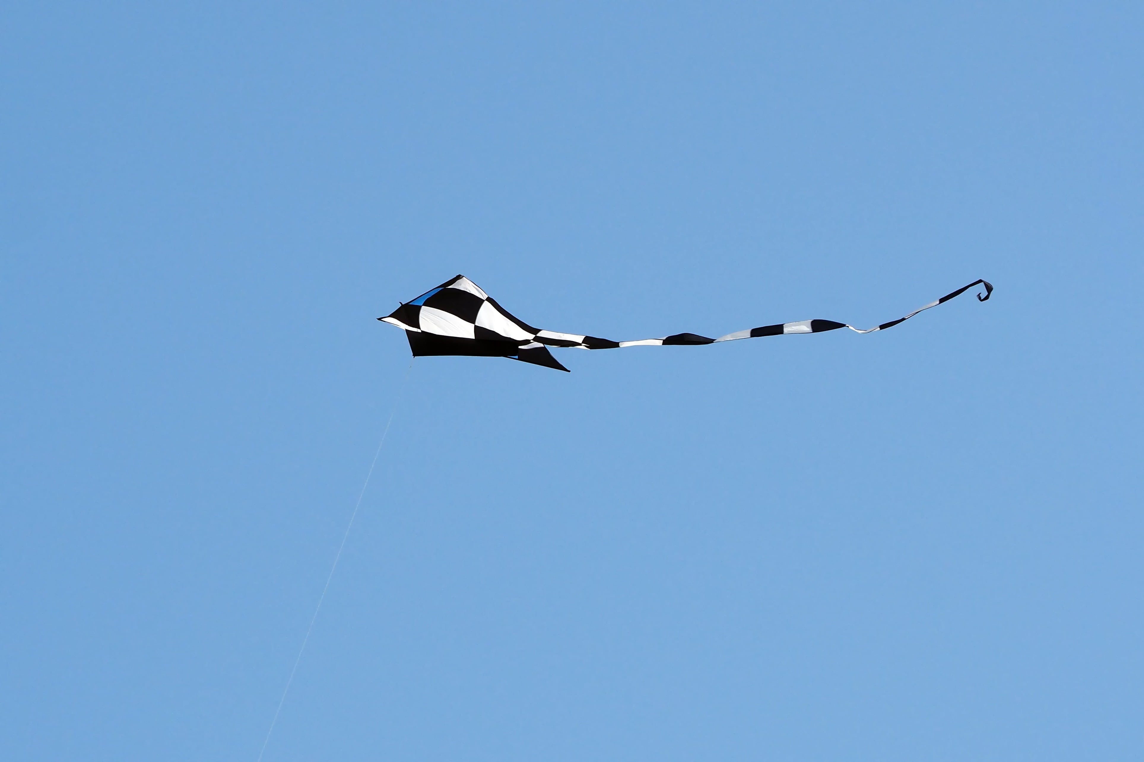 animal themes, blue background, hobby, animal wildlife, summer, animal, sky, kites rise, blue, sunny, animals in the wild, cord, outdoors, flying, air vehicle, HD Wallpaper