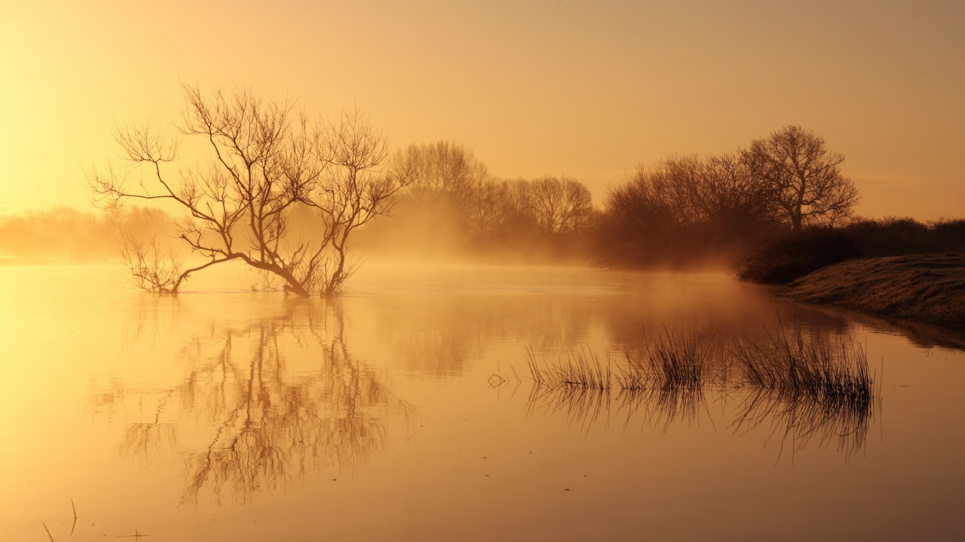 bare tree, sun, beauty in nature, water, branch, tree, sunset, winter, scenics - nature, landscape, lake, outdoors, reflection lake, no people, plant, nature, HD Wallpaper