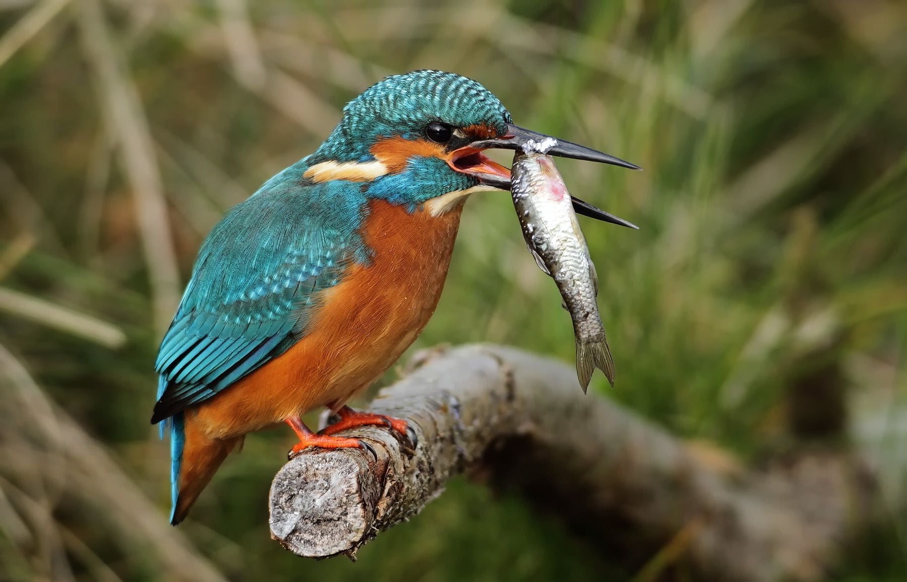 720P, branch, outdoors, nature, close-up, beak, one Animal, plant, color Image, red, teal, hummingbird, bird Watching, green Color, fish, bee-Eater, blue, HD Wallpaper