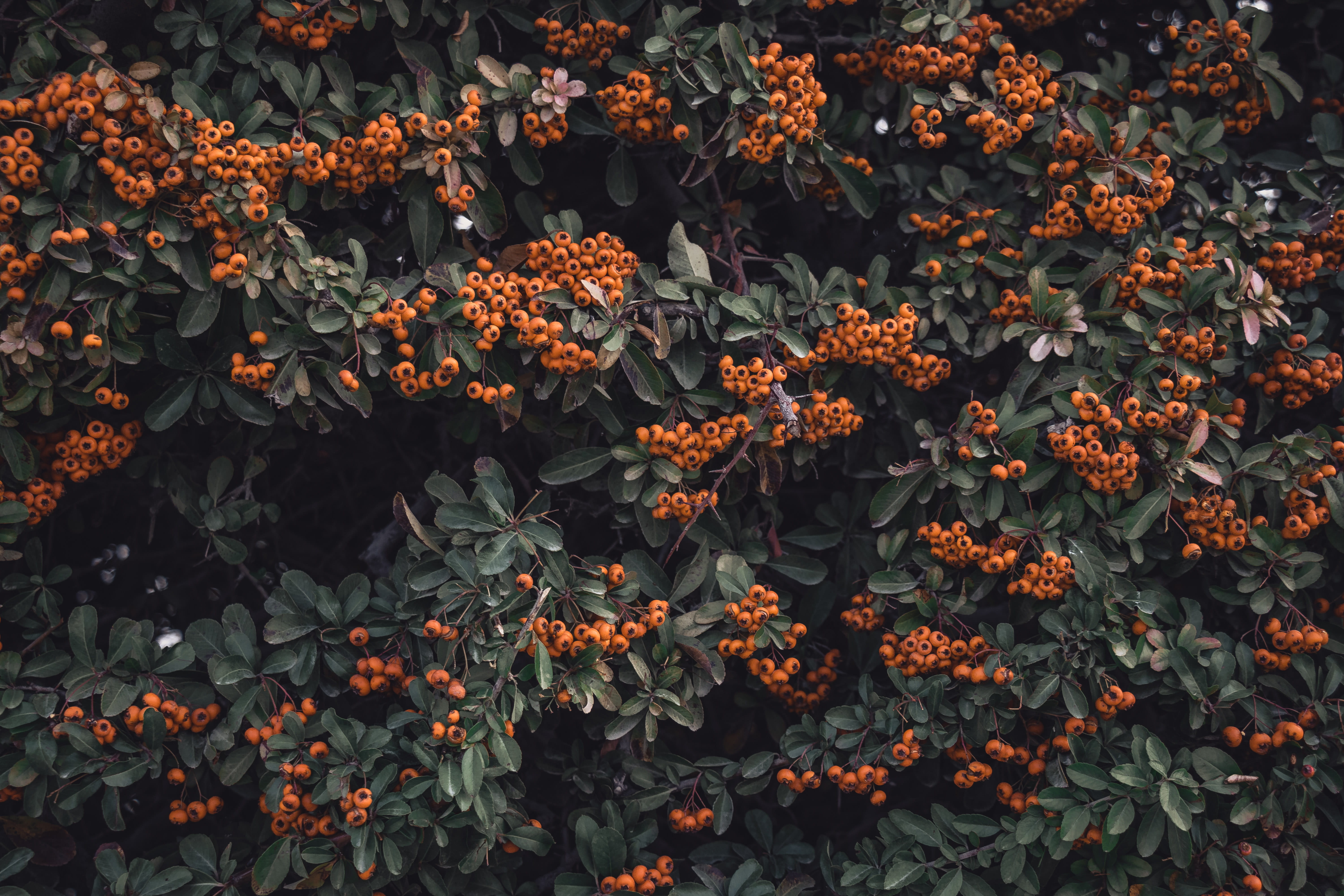 vulnerability, plant part, fragility, plant, flower, freshness, berries, orange color, red, 5K, backgrounds, no people, nature, growth, tree, close-up, HD Wallpaper