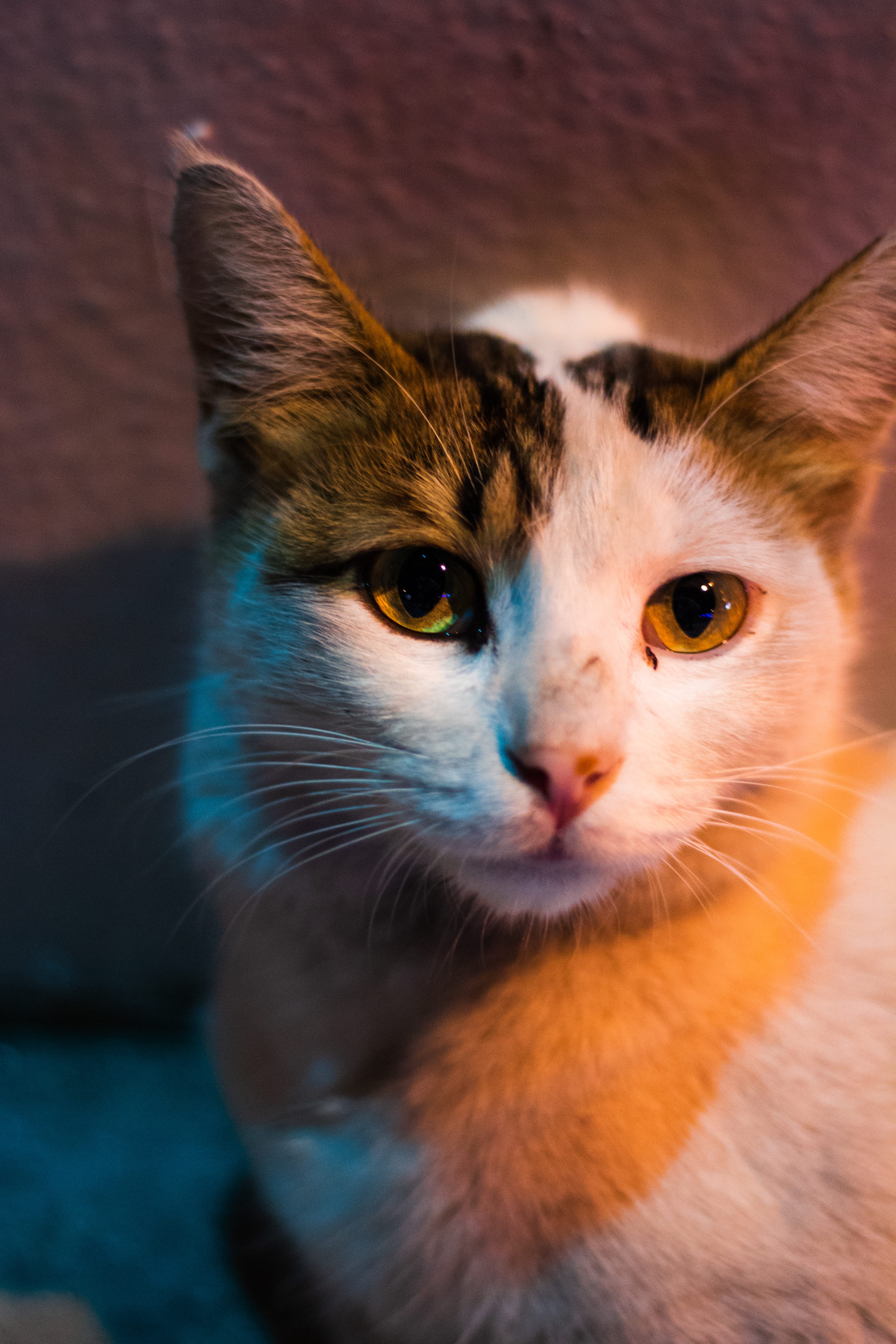 domestic cat, close-up, stray, domestic, one animal, whisker, jumeirah, animal eye, animals, hues, vertebrate, focus on foreground, no people, indoors, Phone HD Wallpaper