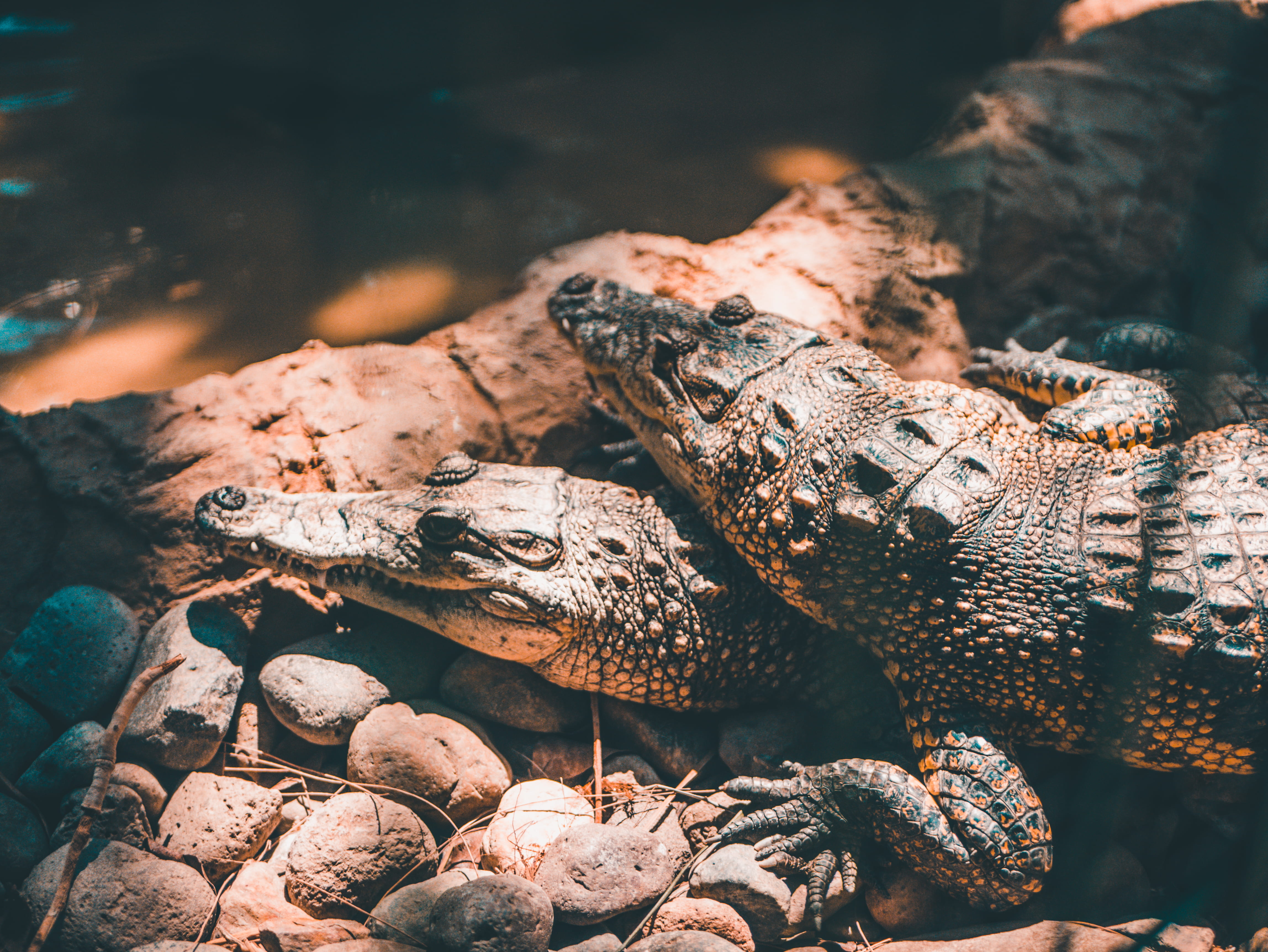 rock, teal, day, sleep, nature, black, solid, two, alligator, amphibian, pair, animal wildlife, water, orange, 4K, no people, turtle, crocodiles, wildlife, HD Wallpaper