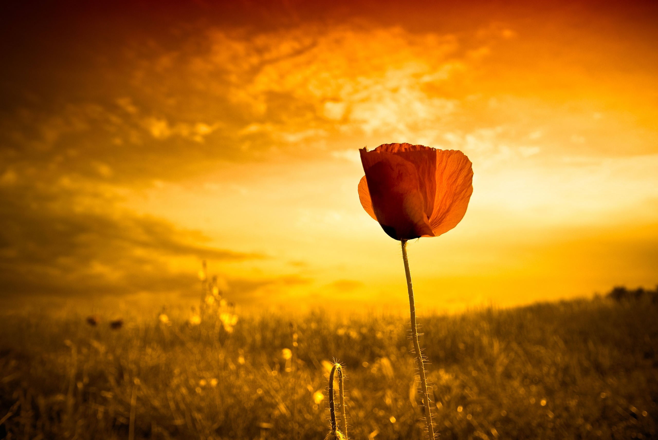 vulnerability, outdoors, flowering plant, plant, orange color, sunset, nature, red flowers, flowers, red, flower, freshness, tulip, land, landscape, field, HD Wallpaper