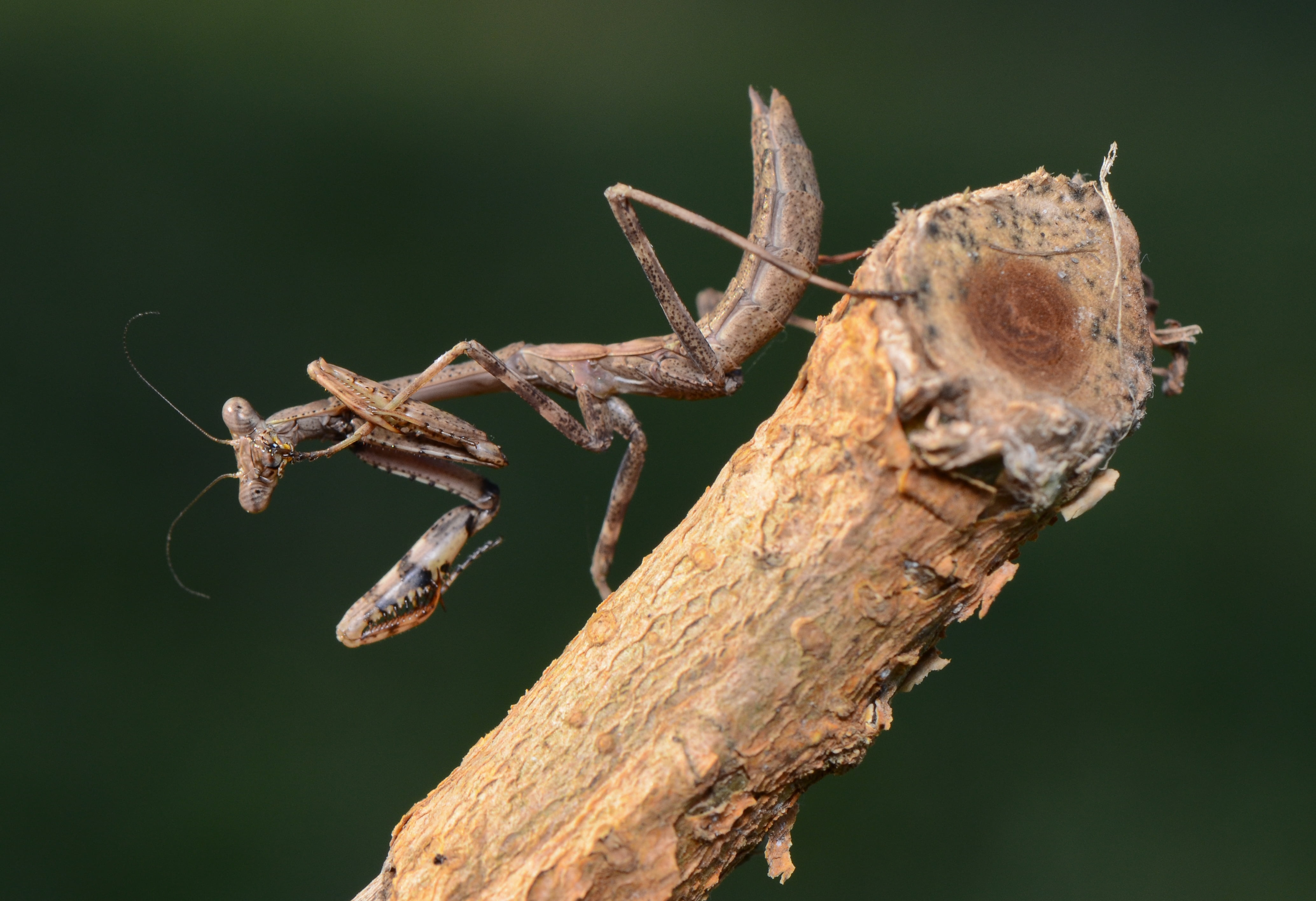 nature, insect, 4K, close, mantis, carnivore, arthropod, invertebrate, photography, praying, Praying  Mantis, wildlife, brown, aytime, 105mm, Nikon  D7000, HD Wallpaper