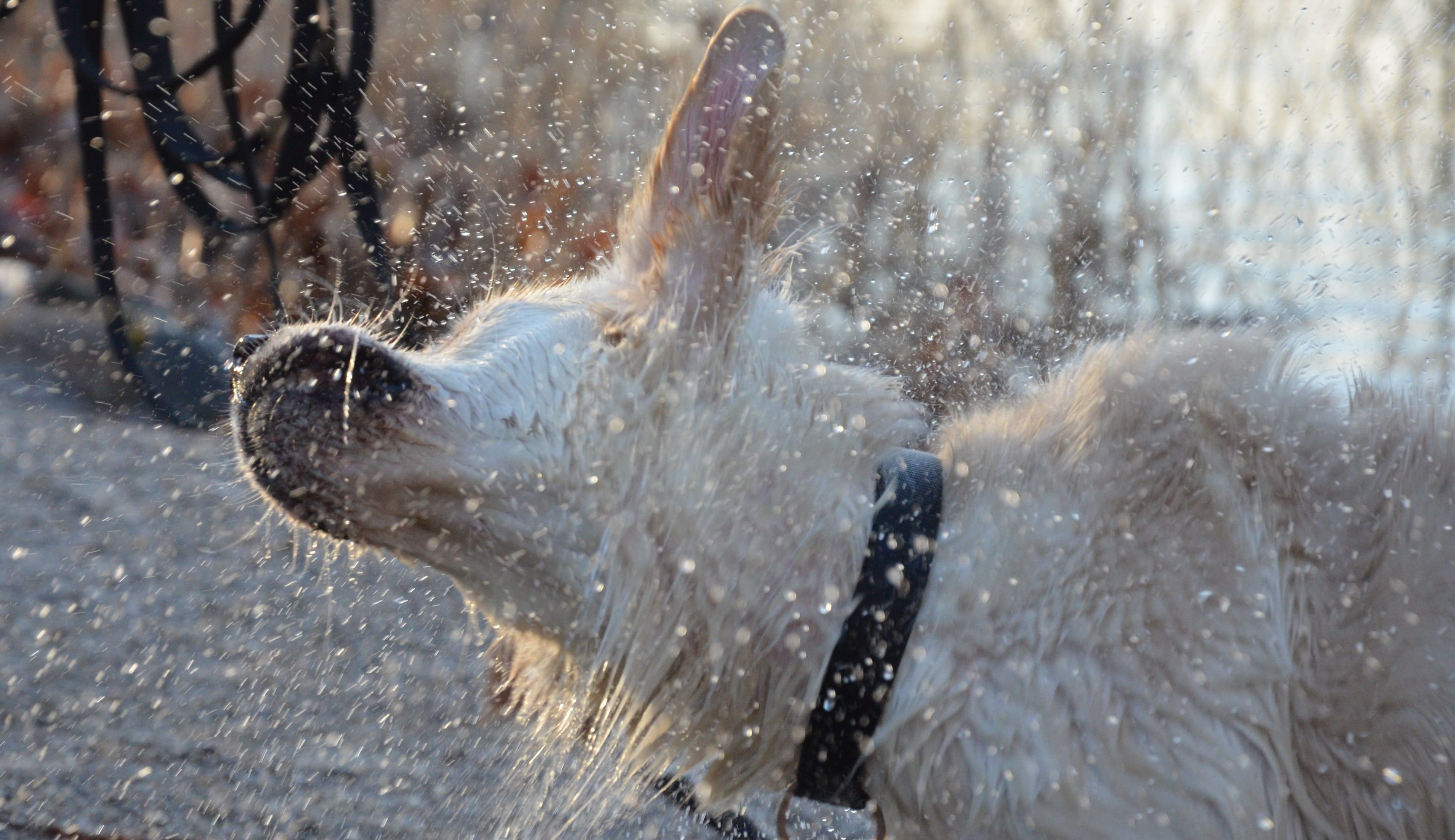 dog human, pets, one animal, nature, golden retriever, day, water splashes, action, pet, retriever, dog, summer holiday, animal wildlife, fun, male, dog plays, HD Wallpaper