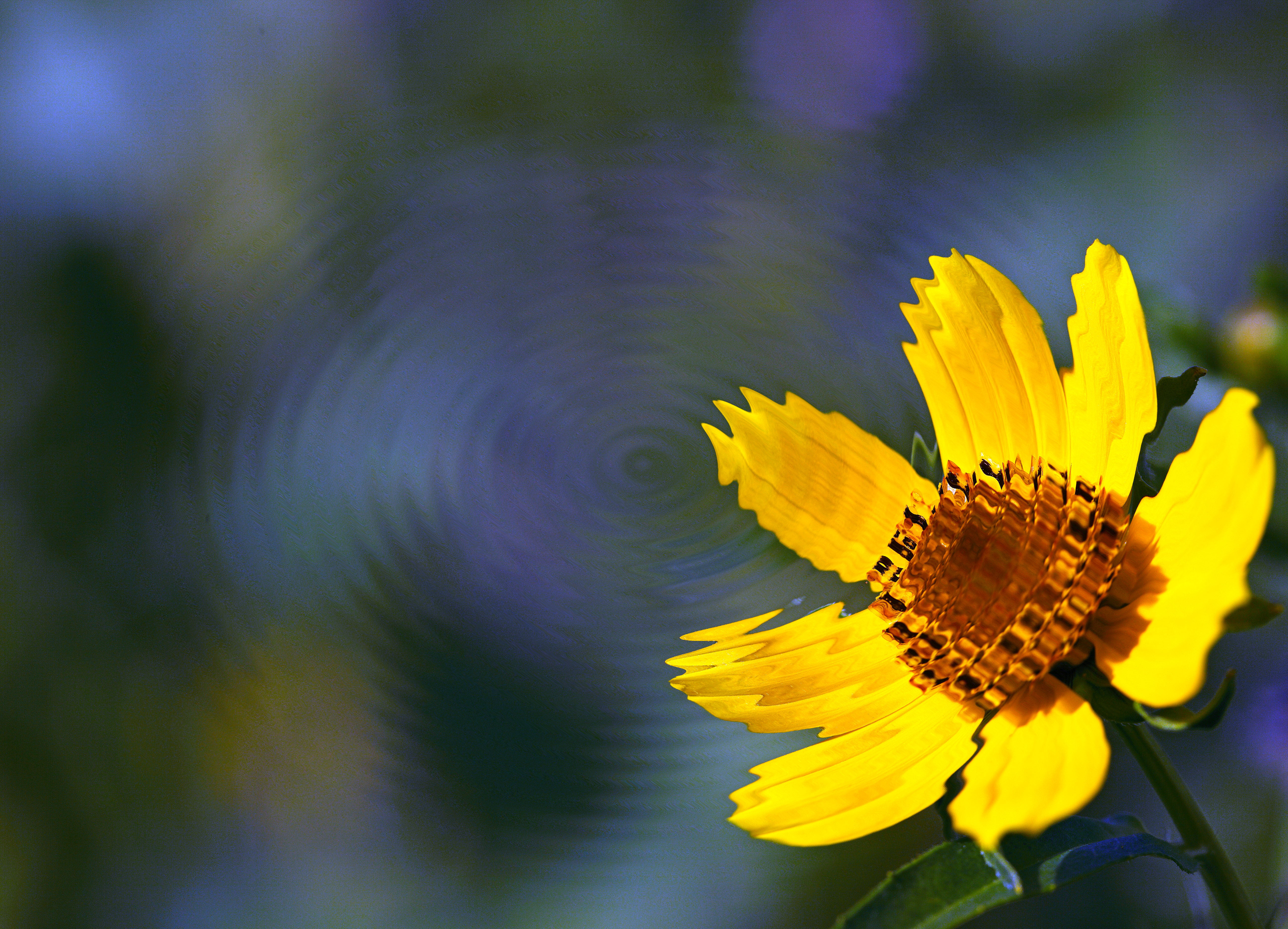in bloom, Water  Ripple, 5K, Salem  Oregon, Slough, Summer  Time, Wild  Honey, summer, outdoors, Macro, Wild Honey, Reflection, Yellow, Willamette, plant, HD Wallpaper