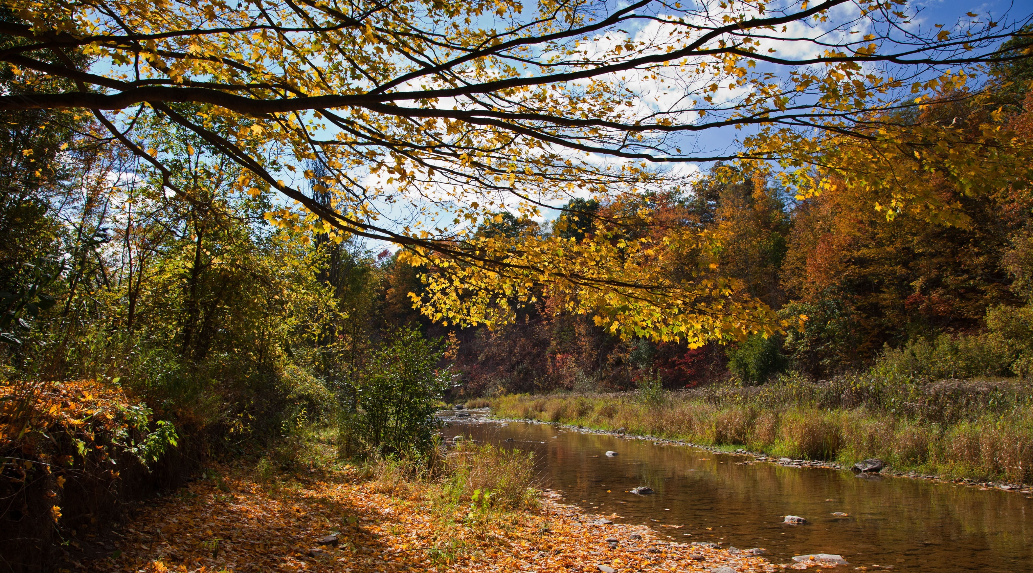 water, woodland, scenics - nature, Seasons, tree, foliage, plant, no people, change, lake, forest, Cityscape, Fall, place, day, autumn collection, 2K, HD Wallpaper