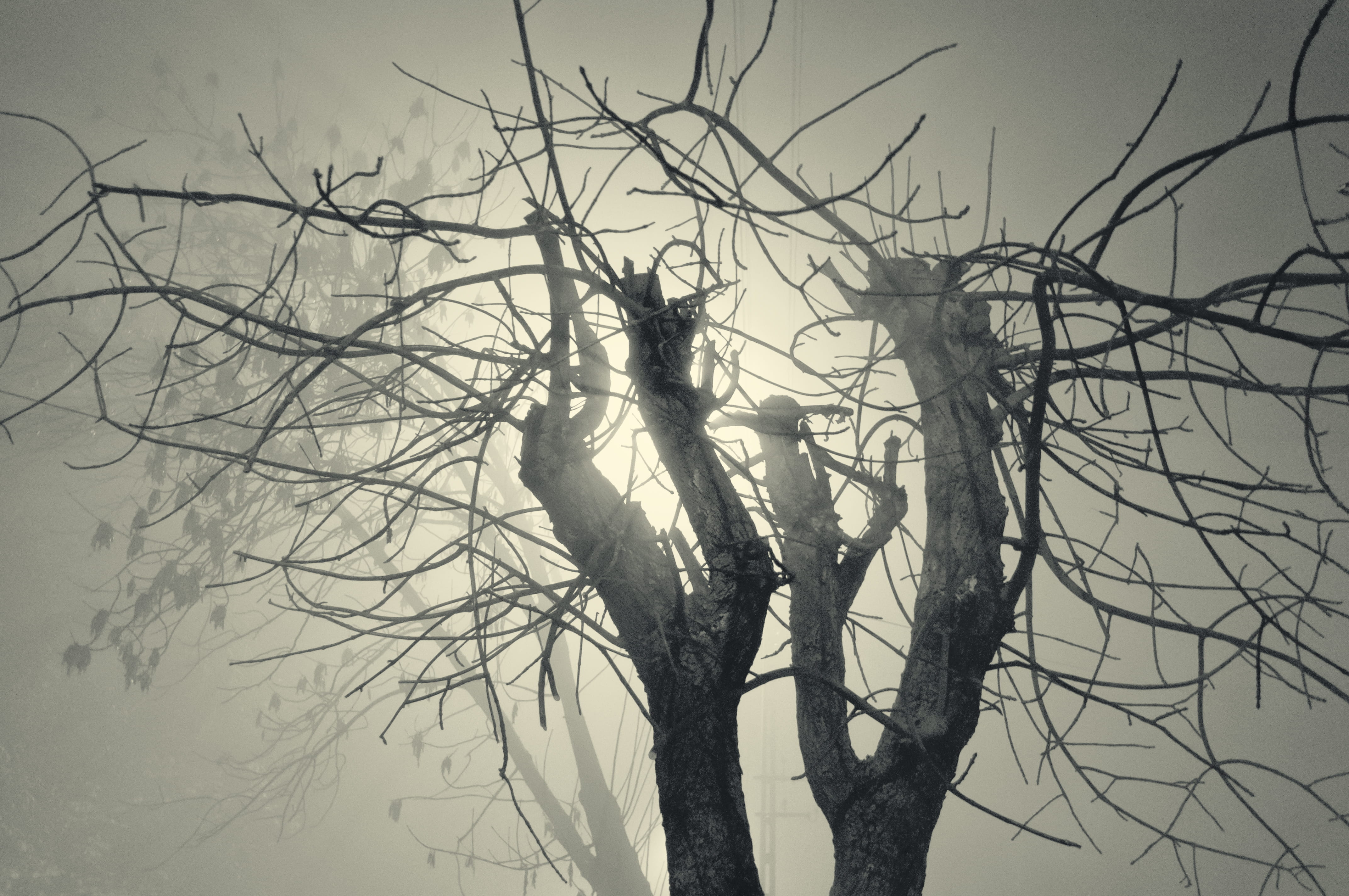tree, poland, trunk, day, mist, dead plant, city, foggy, tree trunk, fall, night, depressed, complexity, low angle view, beauty in nature, HD Wallpaper