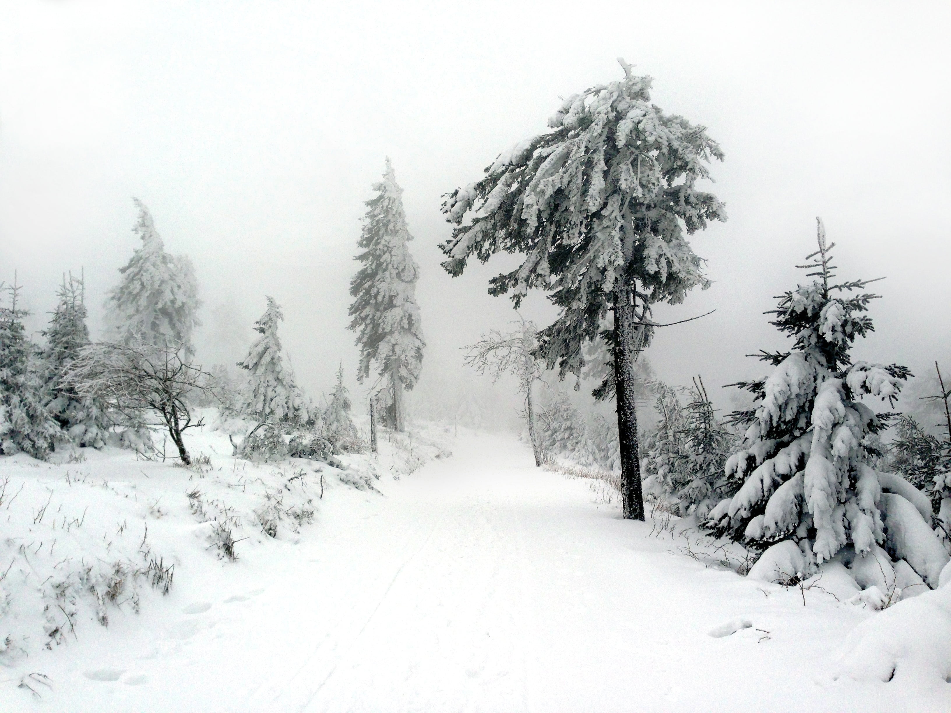 snow, firs, wanderer, tree, frost, evergreen tree, no people, scenics, woodland, winter, conifer, wintry, sky, frozen, weather, beauty in nature, outdoors, HD Wallpaper