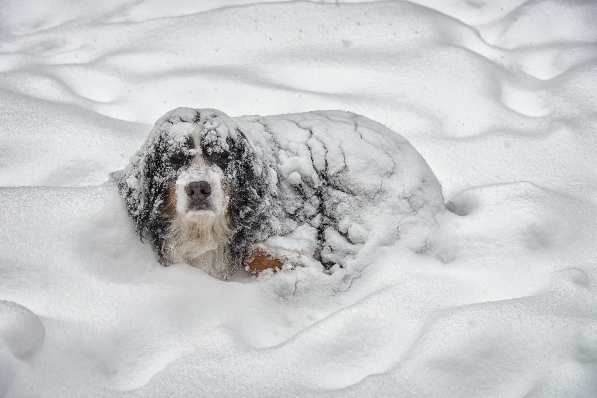 season, no People, relaxation, water, 1080P, looking, cold temperature, domestic, animal wildlife, adult, winter, tricolor, snowing, pets, mountain, purebred Dog, HD Wallpaper