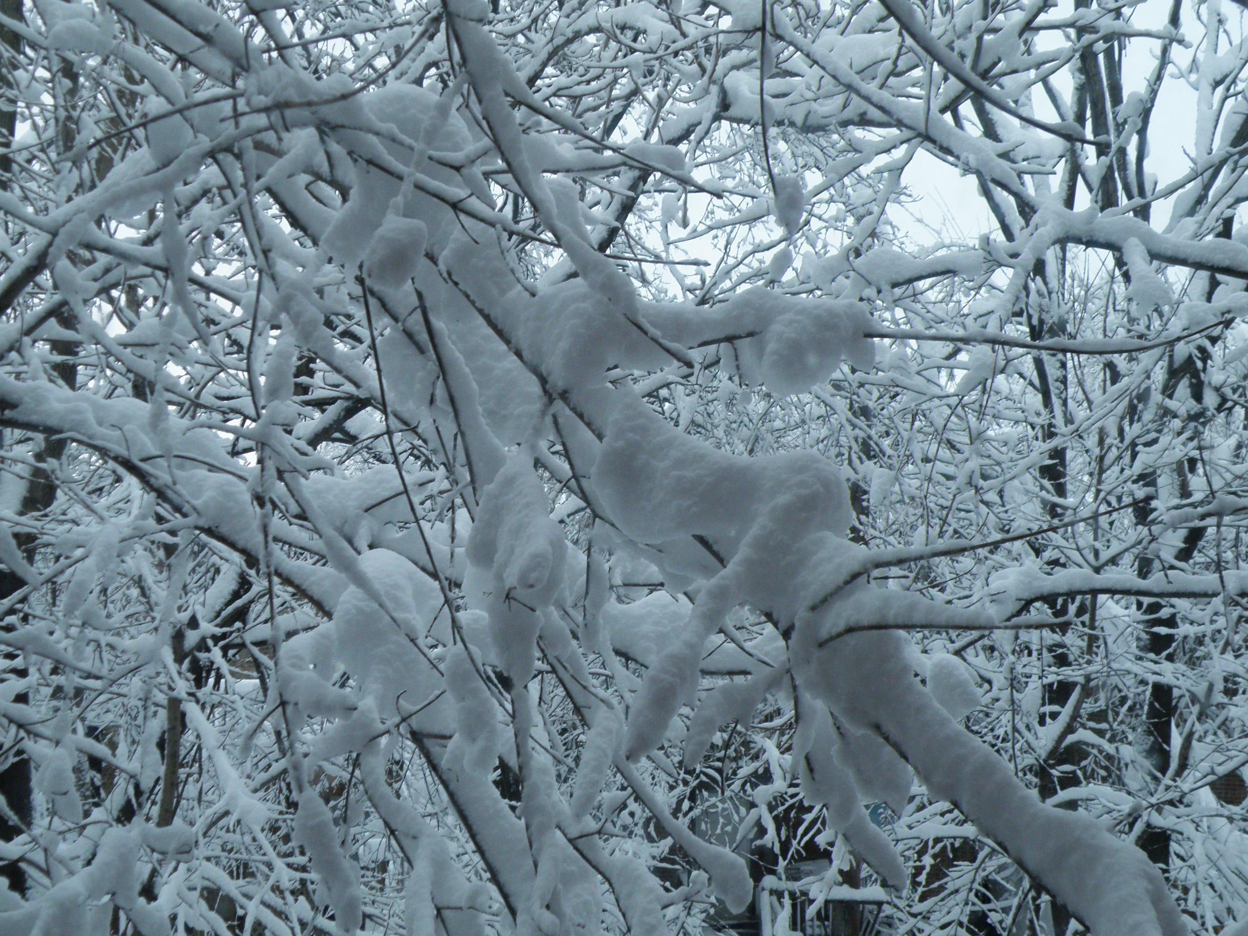 snow, snowstorm, magical, 3d and abstract, branches, snowy, trees, winter, matrix, 2K, blizzard, arms, HD Wallpaper