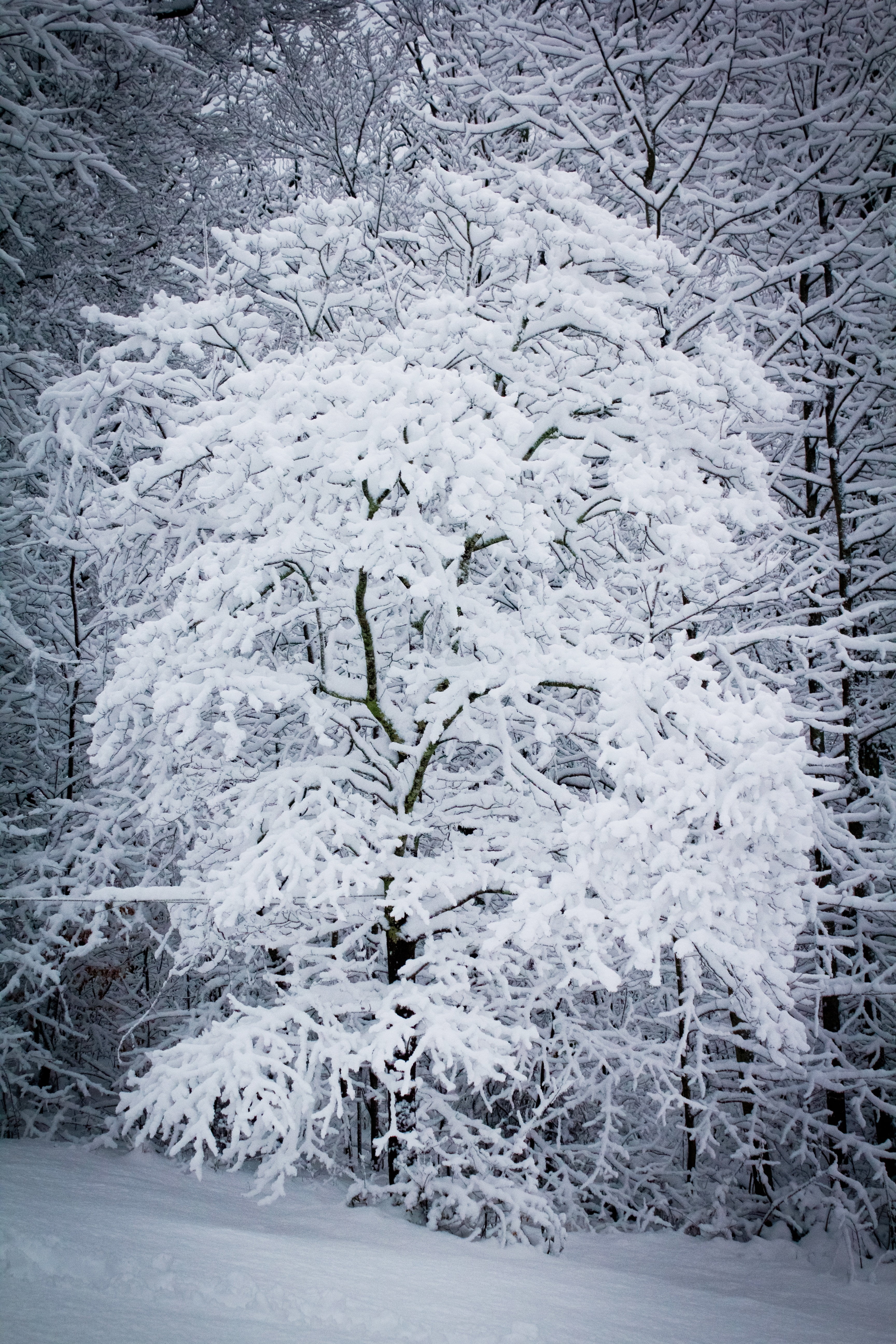 day, beauty in nature, snowy, outdoors, ice, snow, nature, cold temperature, environment, white, snowstorm, extreme weather, blizzard, branch, 5K, land, Phone HD Wallpaper