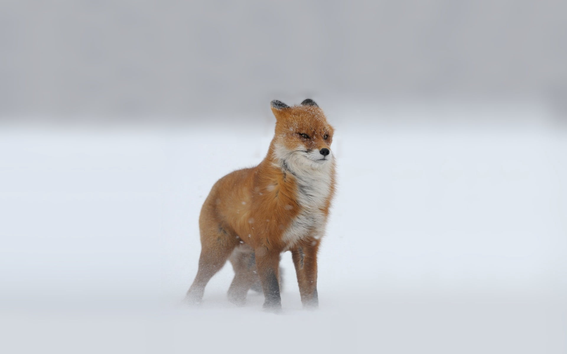 portrait, vertebrate, red-haired, mammal, full length, feline, domestic, pets, looking at camera, snowing, domestic animals, animal, red, foxes, winter, HD Wallpaper