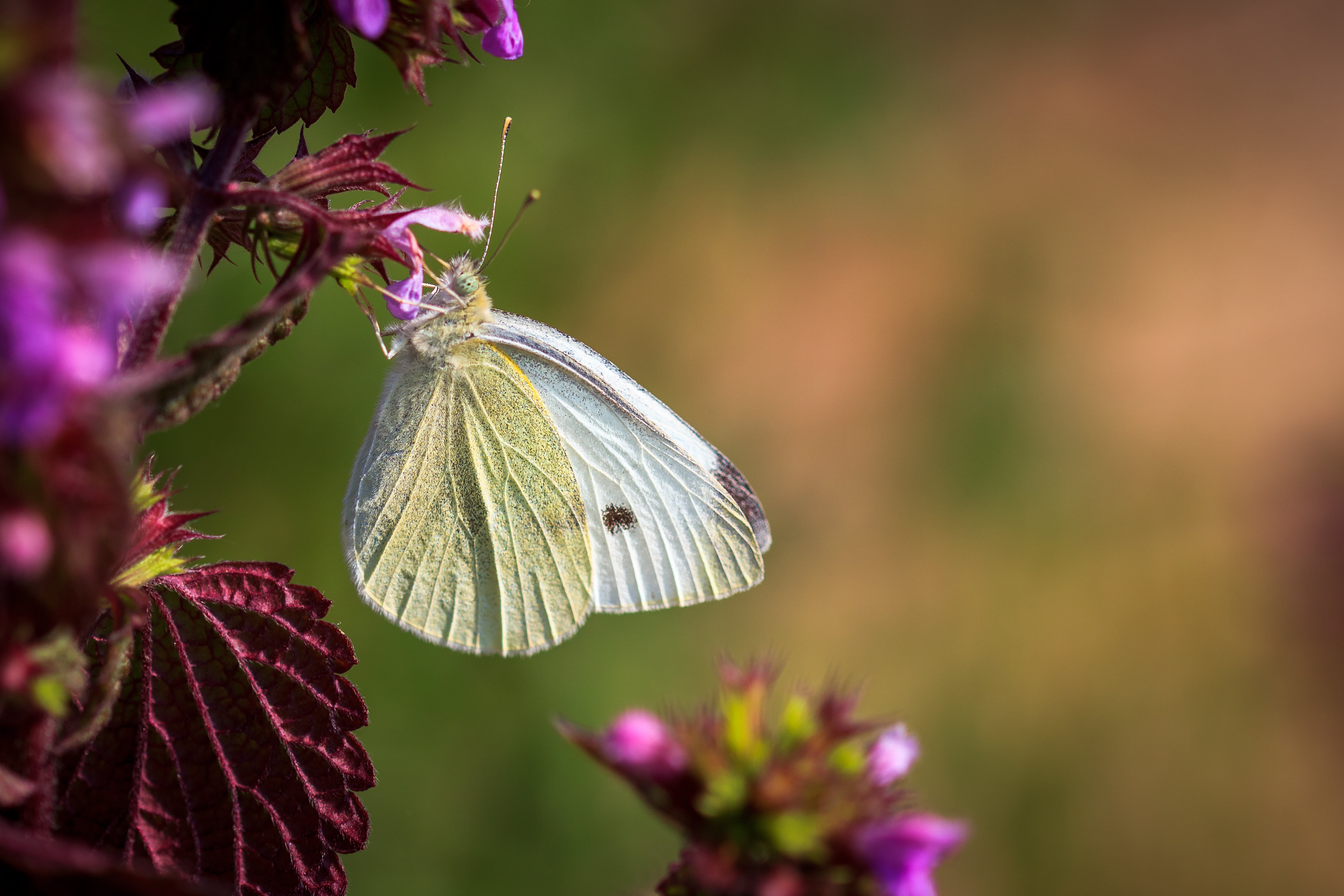 os, white, animal Wing, 5K, nature, flower, white butterfly, collecting, insect, photography, butterfly collecting, beauty In Nature, selective, purple, HD Wallpaper