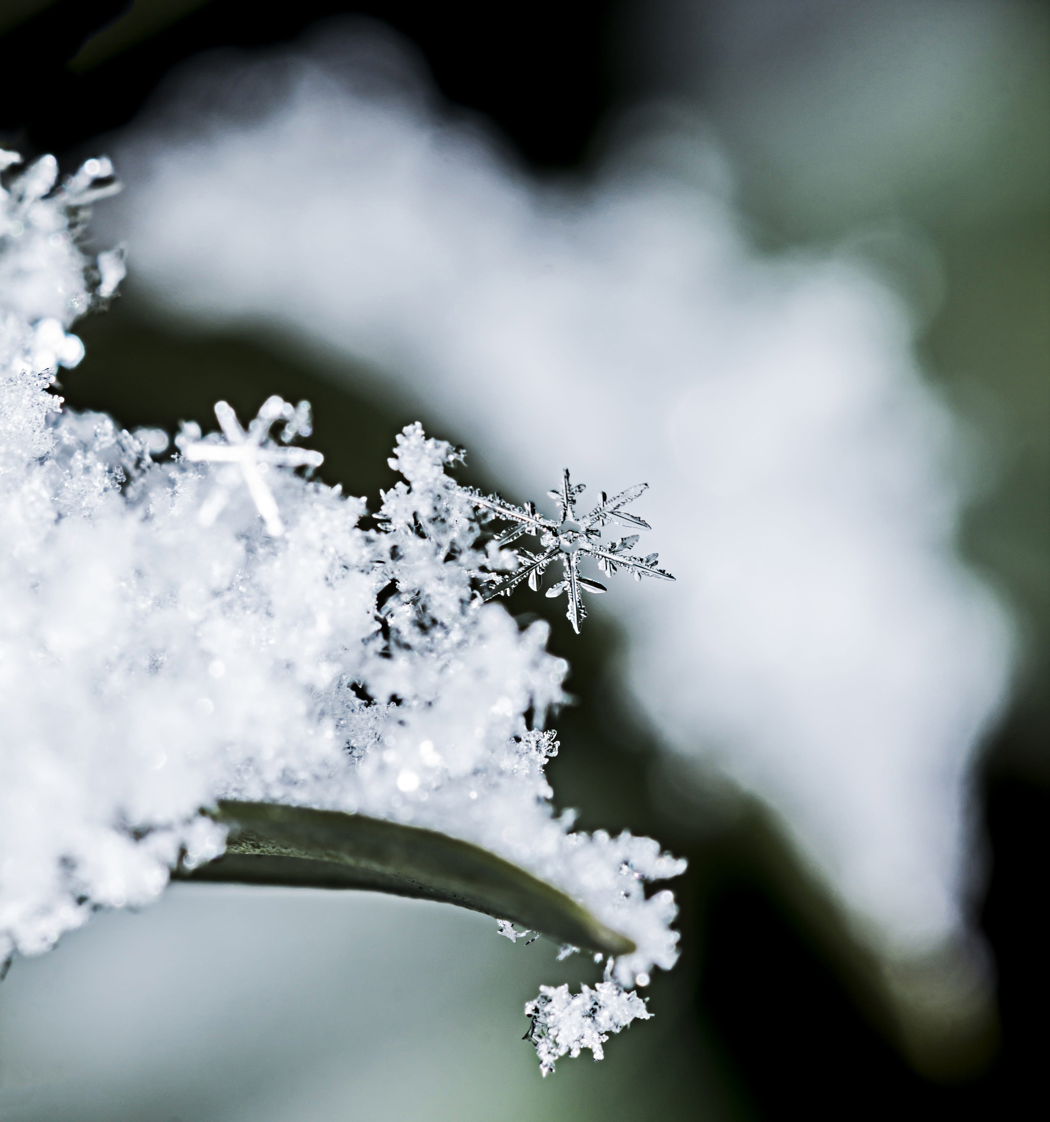 macro, outdoors, nature, close-up, 2K, snowflake, snowstorm, blade, track, leaf, flakes, growth, flower, selective, cold temperature, beauty in nature, Phone HD Wallpaper