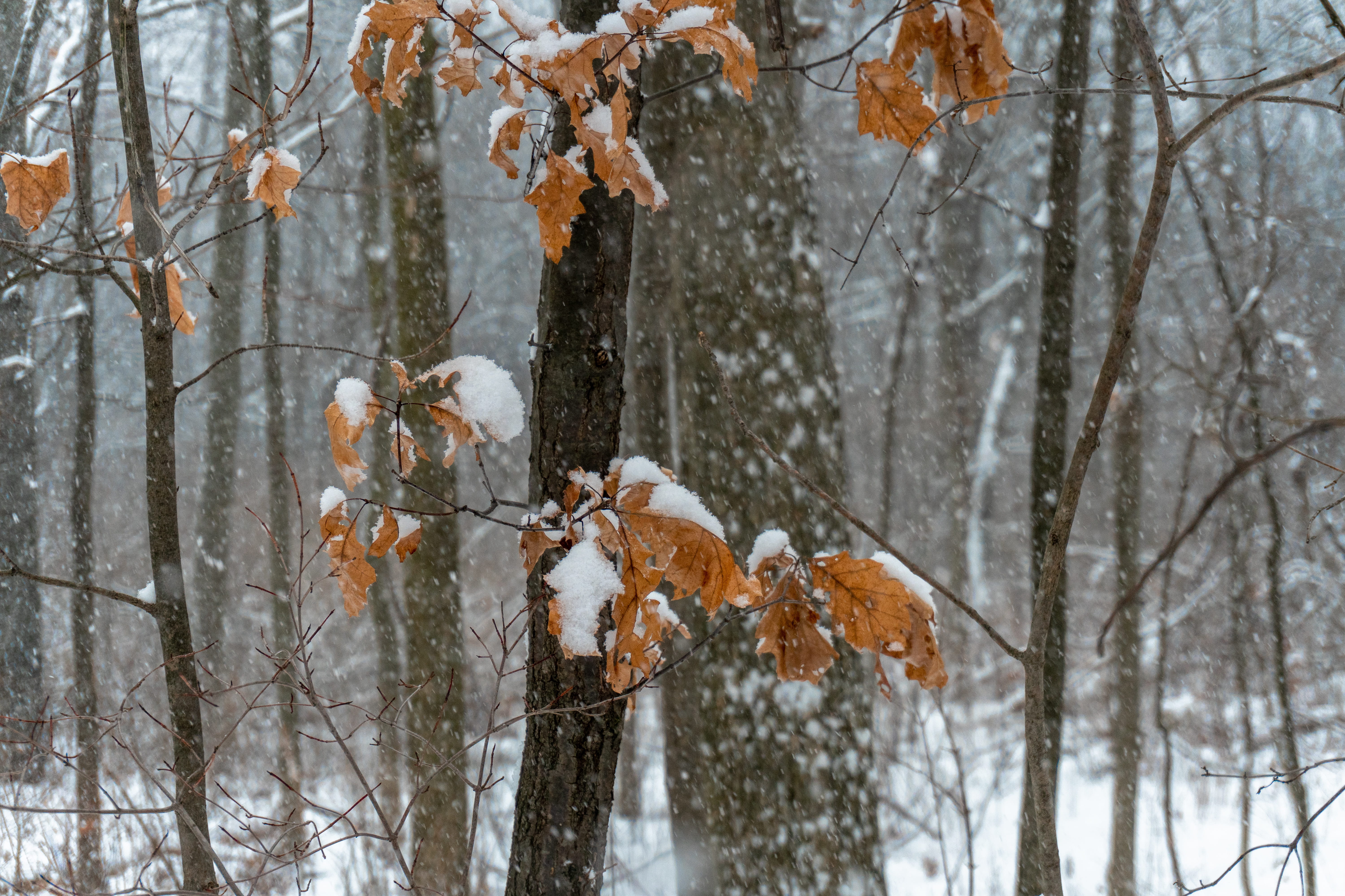 invertebrate, honey bee, animal, plant, trees, beauty in nature, tree, snow, white color, bee, tranquility, snowstorm, frozen, leaf, 5K, branch, winter, HD Wallpaper