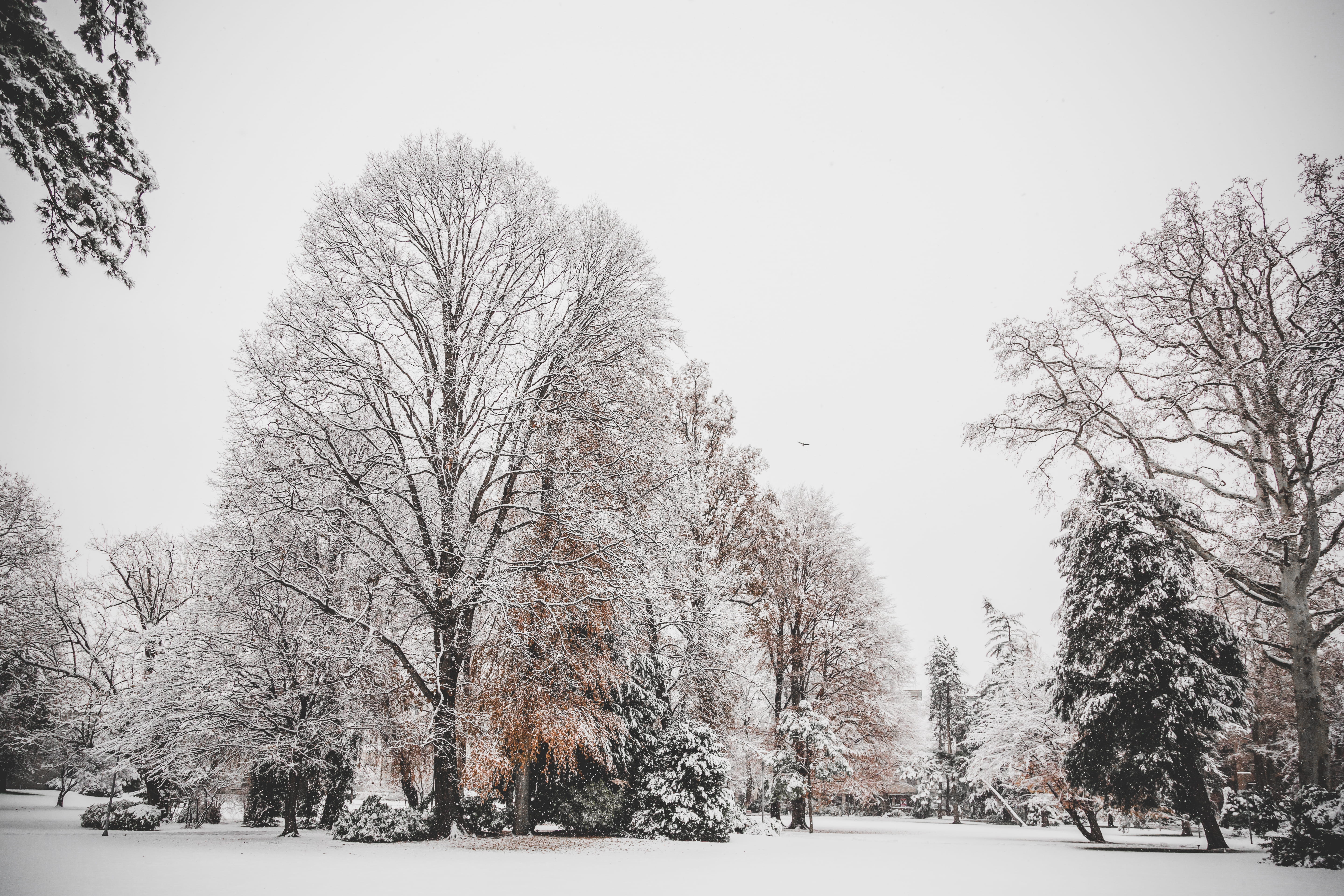 cold temperature, cold, winter, weather, covered, snowy, landscape, scenic, nature, ice, environment, 5K, snowing, frosty, bare tree, scenics - nature, HD Wallpaper