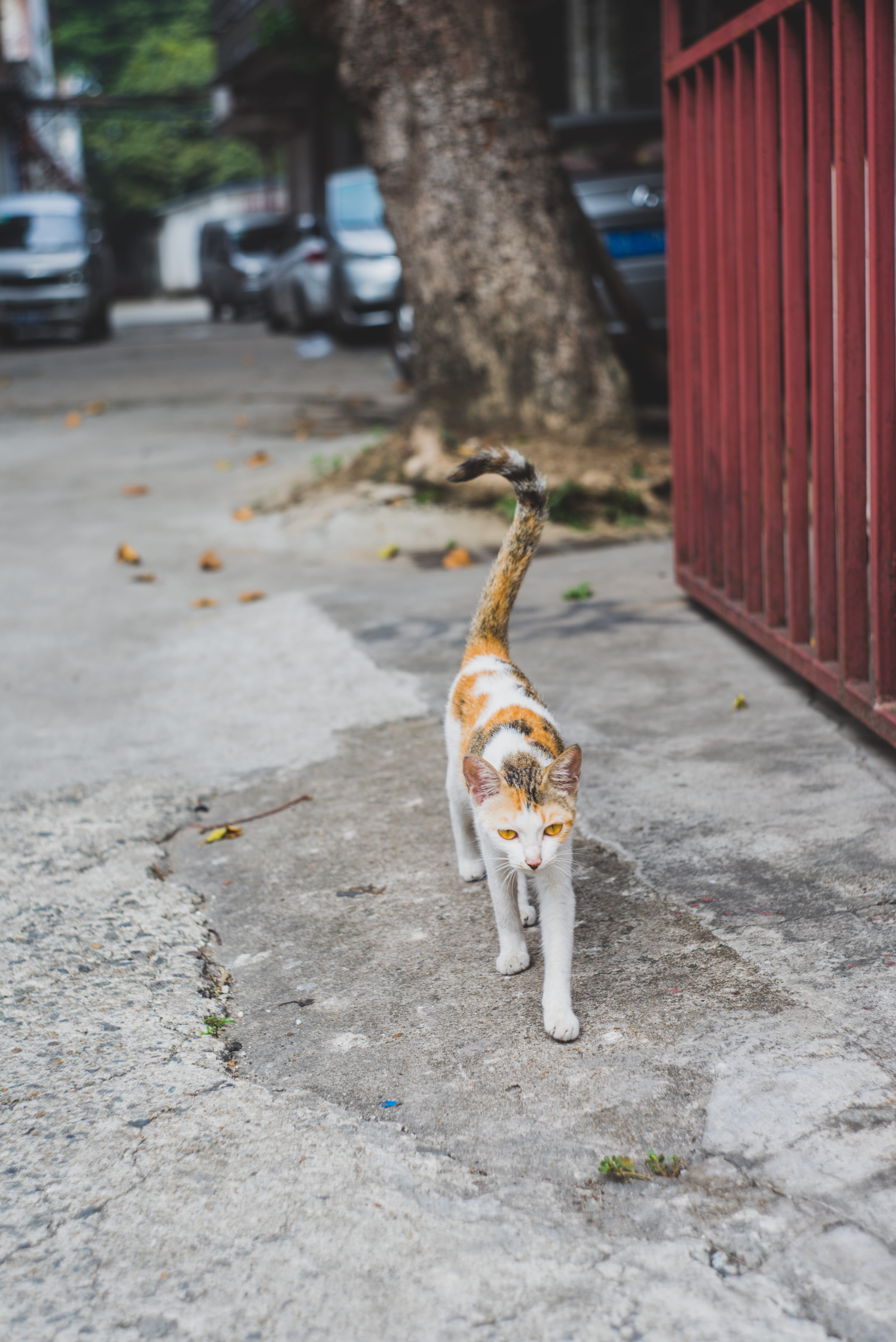 cat, sony a7r, domestic animals, helios-44 58mm/f2, one animal, dog, no people, animal themes, feline, mammal, animal, canine, domestic, city, focus on foreground, Phone HD Wallpaper