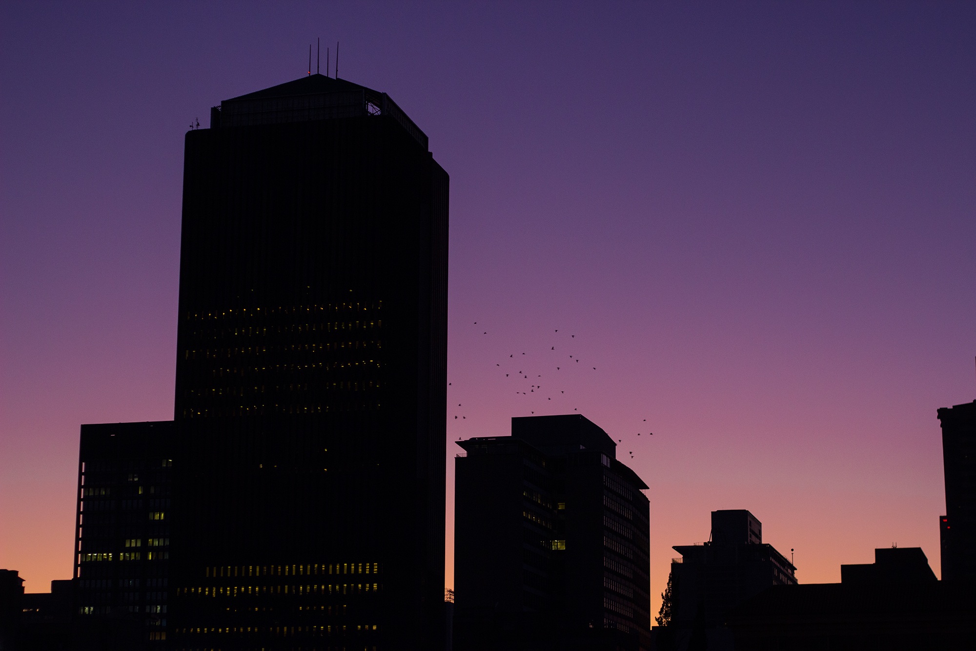 silhouette, birds, city, high, sky-scape, town, outdoors, architecture, business, no people, buildings, night, building exterior, view, modern, tower, urban sky, HD Wallpaper