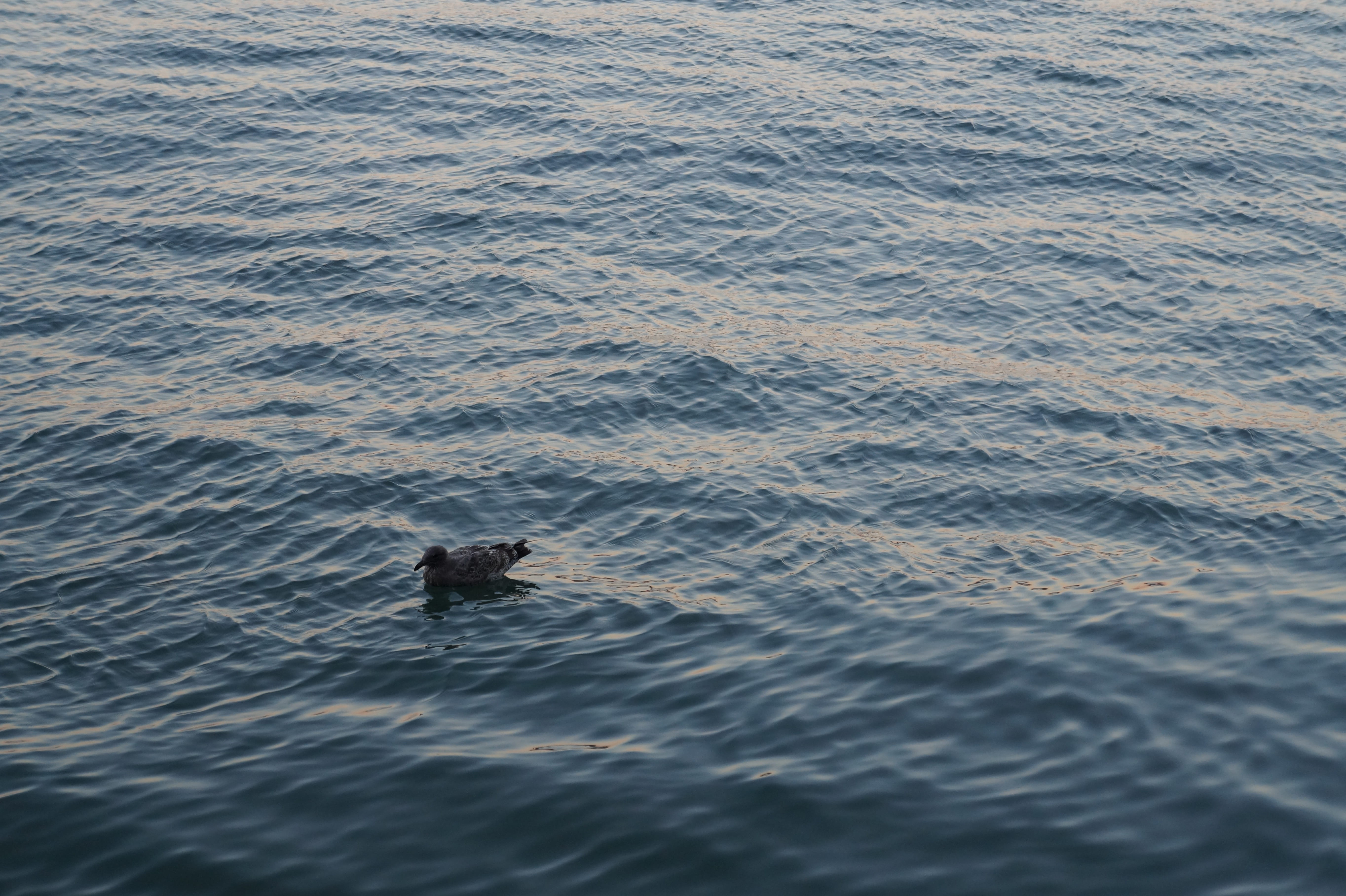 rippled, beauty in nature, animal wildlife, Sea, marine, one animal, port, day, water bird, seevogel, animals in the wild, Bird, birds, 5K, no people, HD Wallpaper