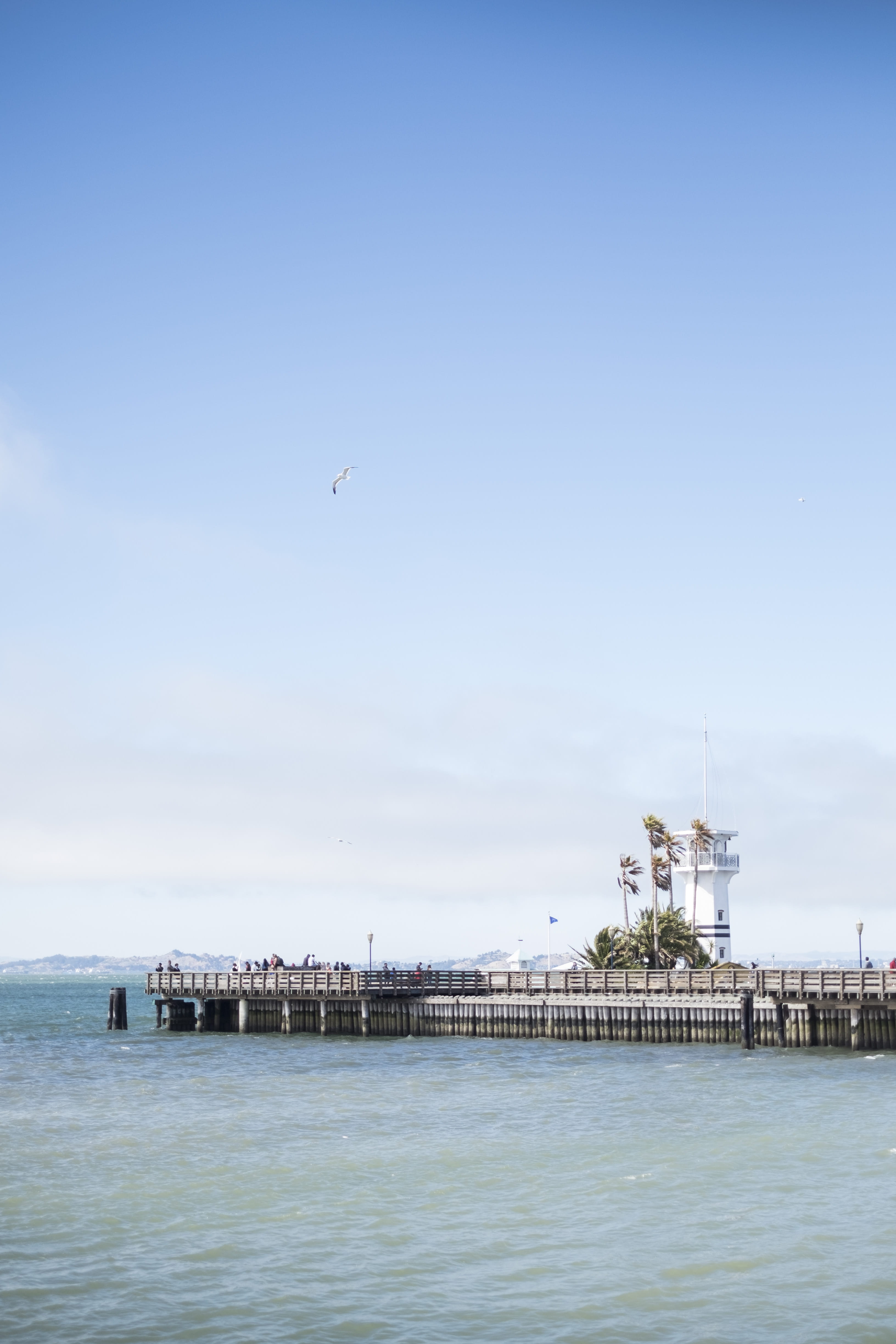 wooden, pier, water, outdoors, ocean, flying, vehicle, leisure activities, building, vertebrate, brown, animal themes, architecture, no people, boardwalk, Phone HD Wallpaper