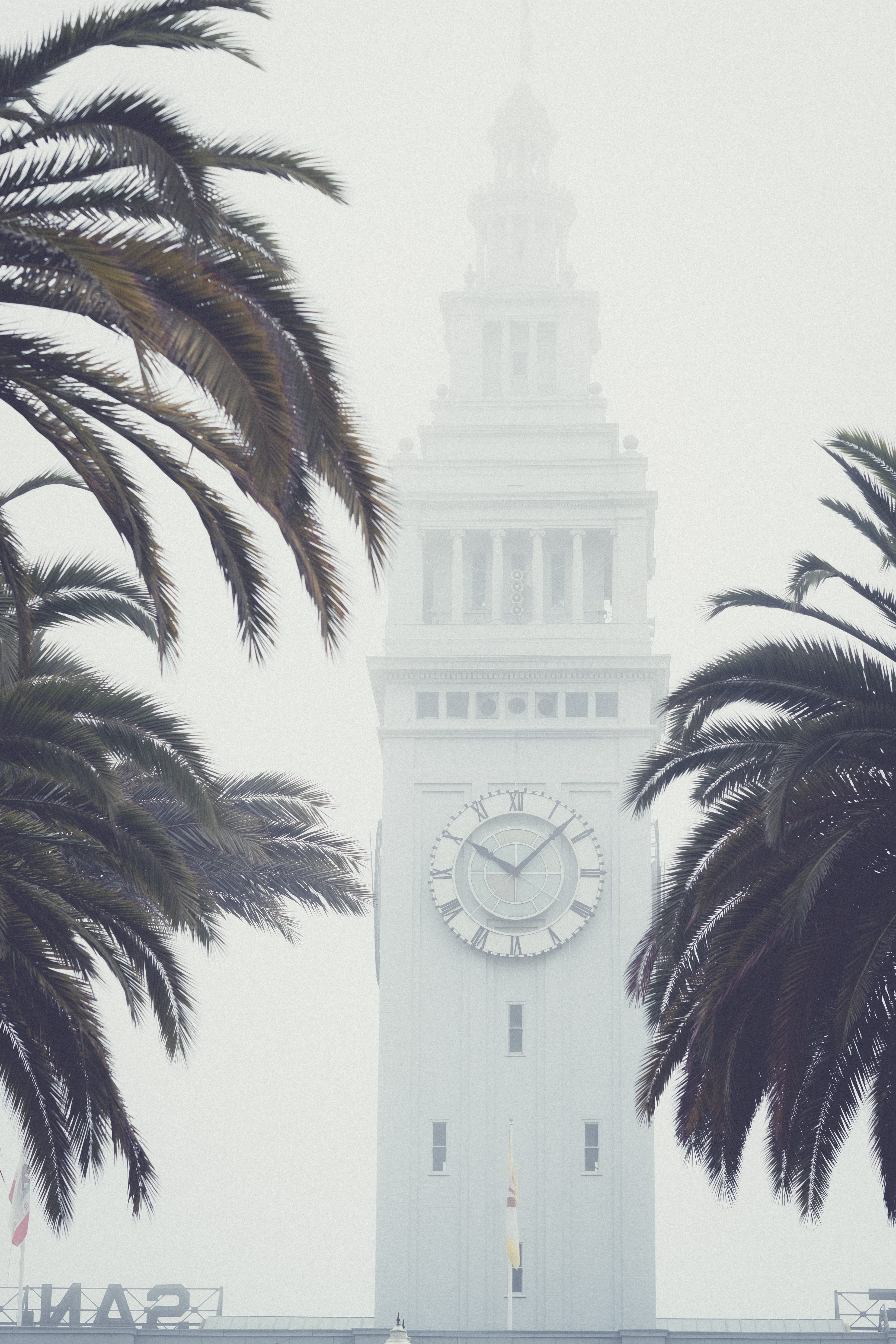 palm leaf, san, port, francisco, building, sky, 5K, nature, low angle view, day, embarcadero, front, fog, built structure, palm tree, ca, city, tree, port of san francisco, Phone HD Wallpaper