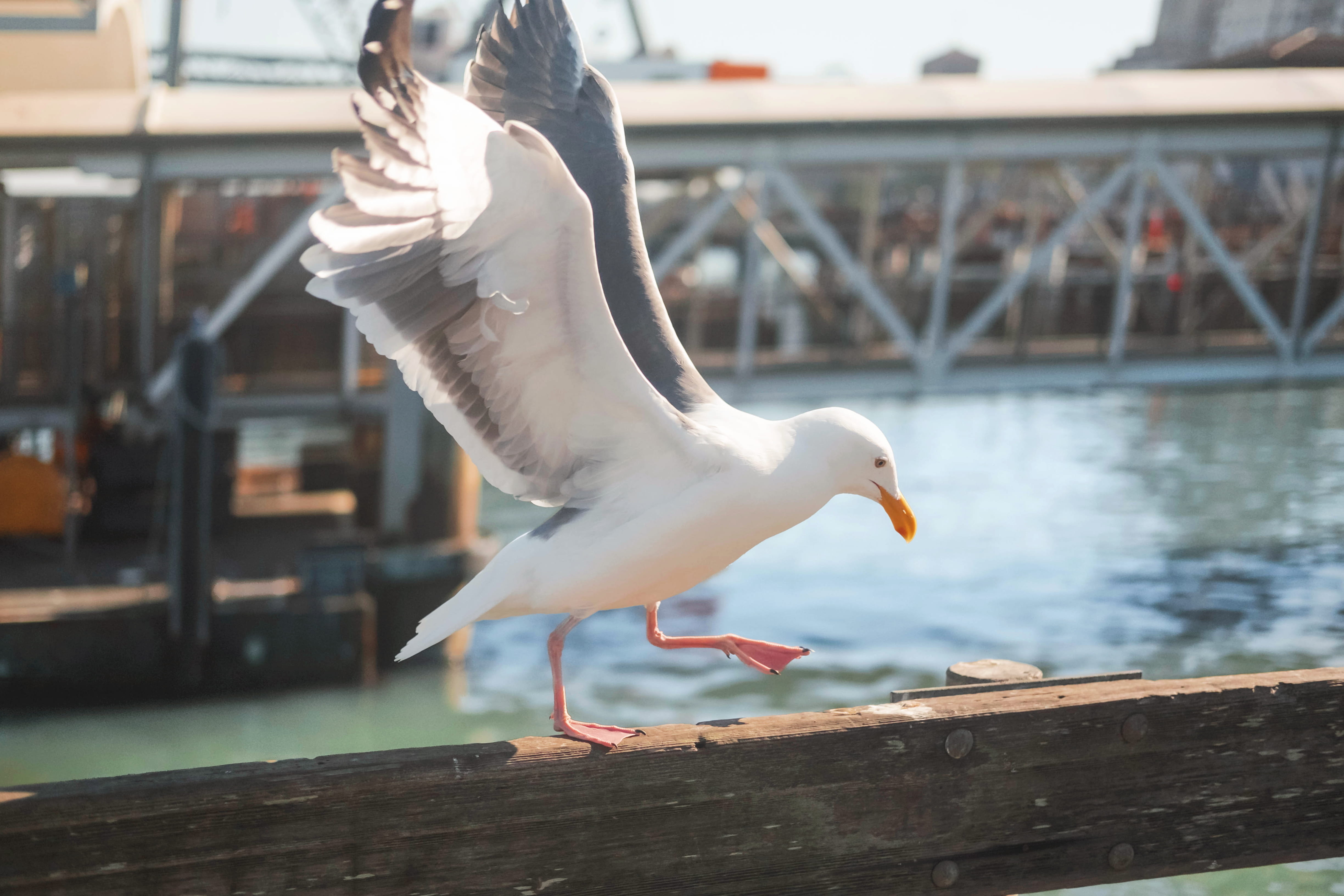 animal wildlife, water, san francisco, vertebrate, spread wings, mid-air, motion, animal, united states, built structure, focus on foreground, outdoors, HD Wallpaper