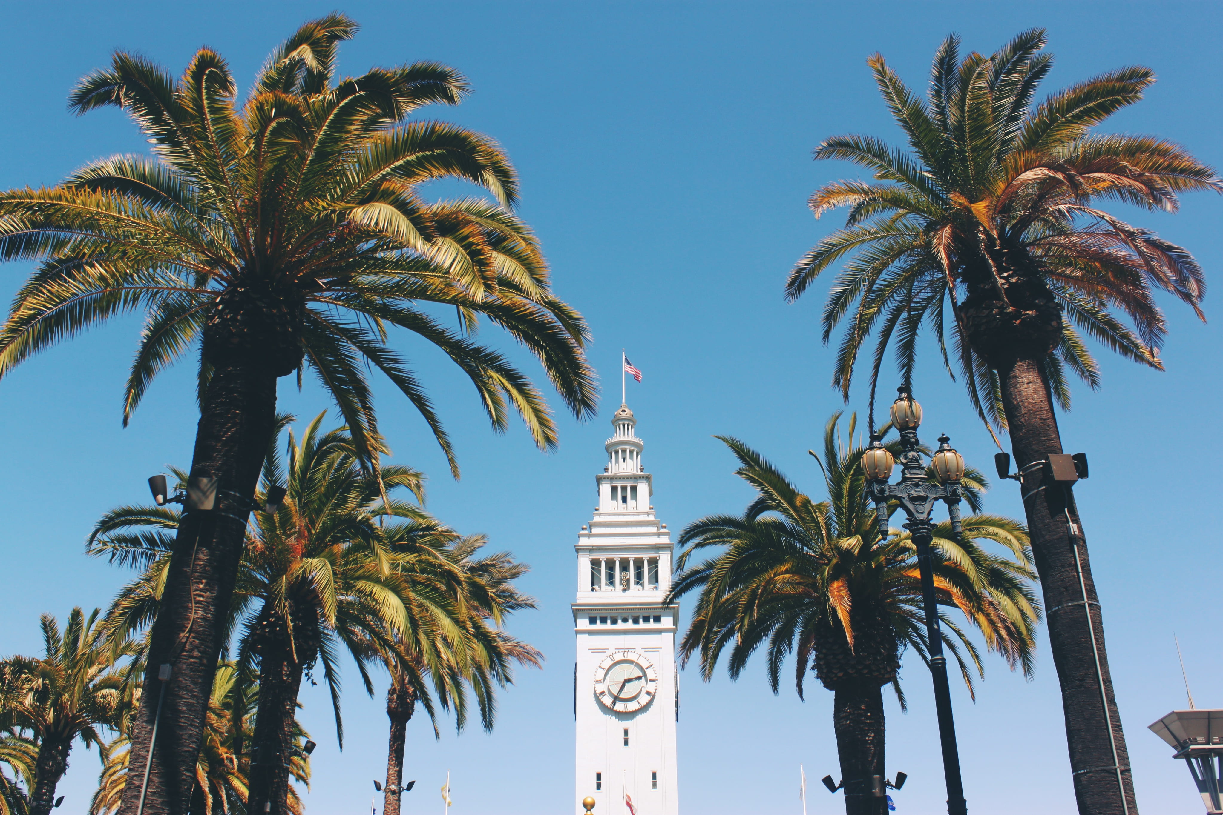 travel destinations, day, date palm tree, sky, palm leaf, trunk, san francisco, nature, tree, architecture, built structure, tall - high, tower, san francisco ferry building, HD Wallpaper