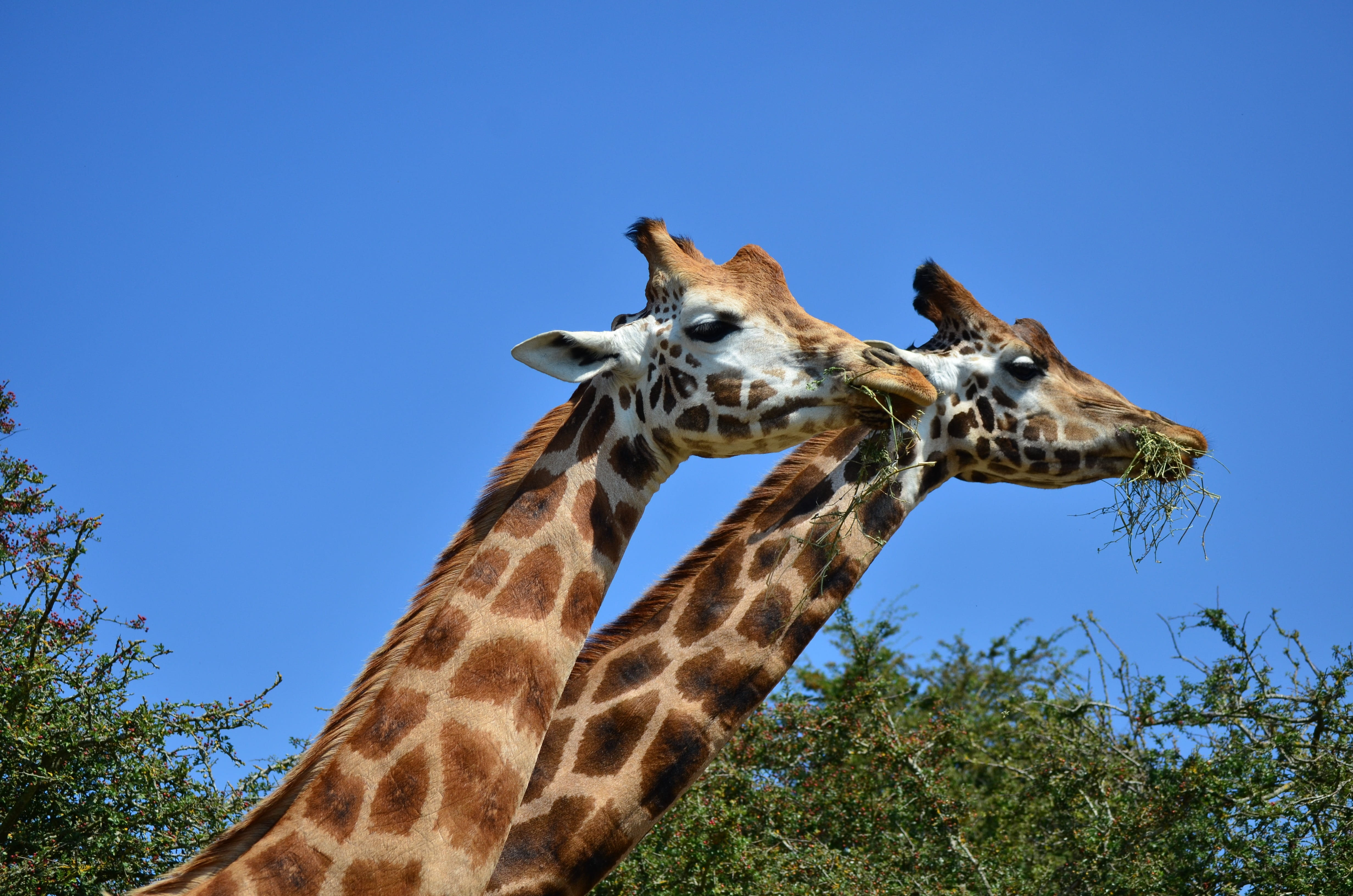 tallest, blue, 4K, tree, herbivorous, giraffe, animal neck, mammal, clear sky, outdoors, animal, animal wildlife, one animal, animal head, plant, animal themes, HD Wallpaper