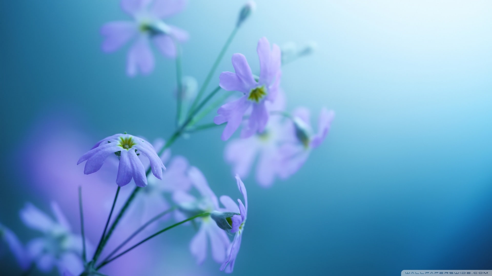 flowers, blue background, closeup, 1080P, purple flowers, plants, HD Wallpaper
