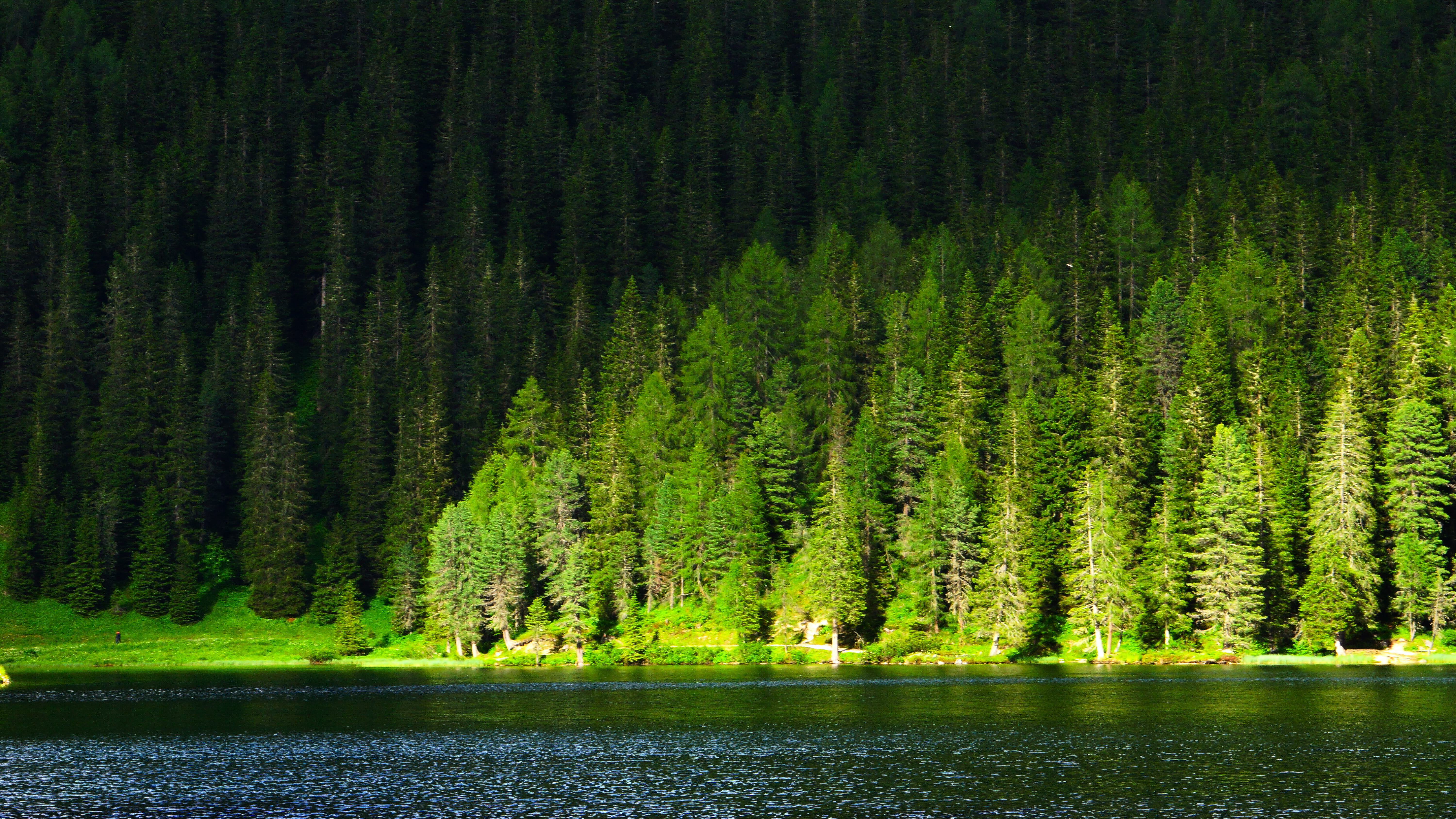 coniferous tree, plant, outdoors, 5K, water, shadow, woodland, waterfront, green color, river, green, lago di landro, mountain, grass, italy, pine, nature, HD Wallpaper