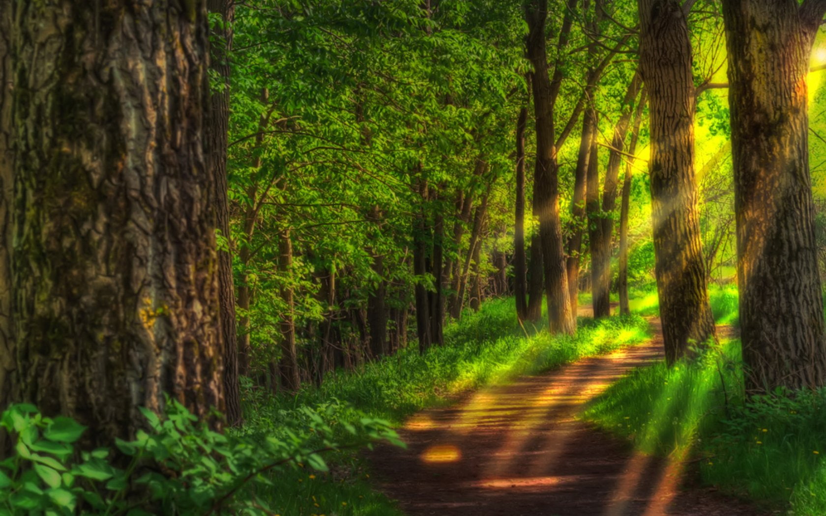 720P, footpath, tranquil scene, outdoors, treelined, no people, scenics - nature, the way forward, direction, non-urban scene, HDR, forest, tree, growth, HD Wallpaper