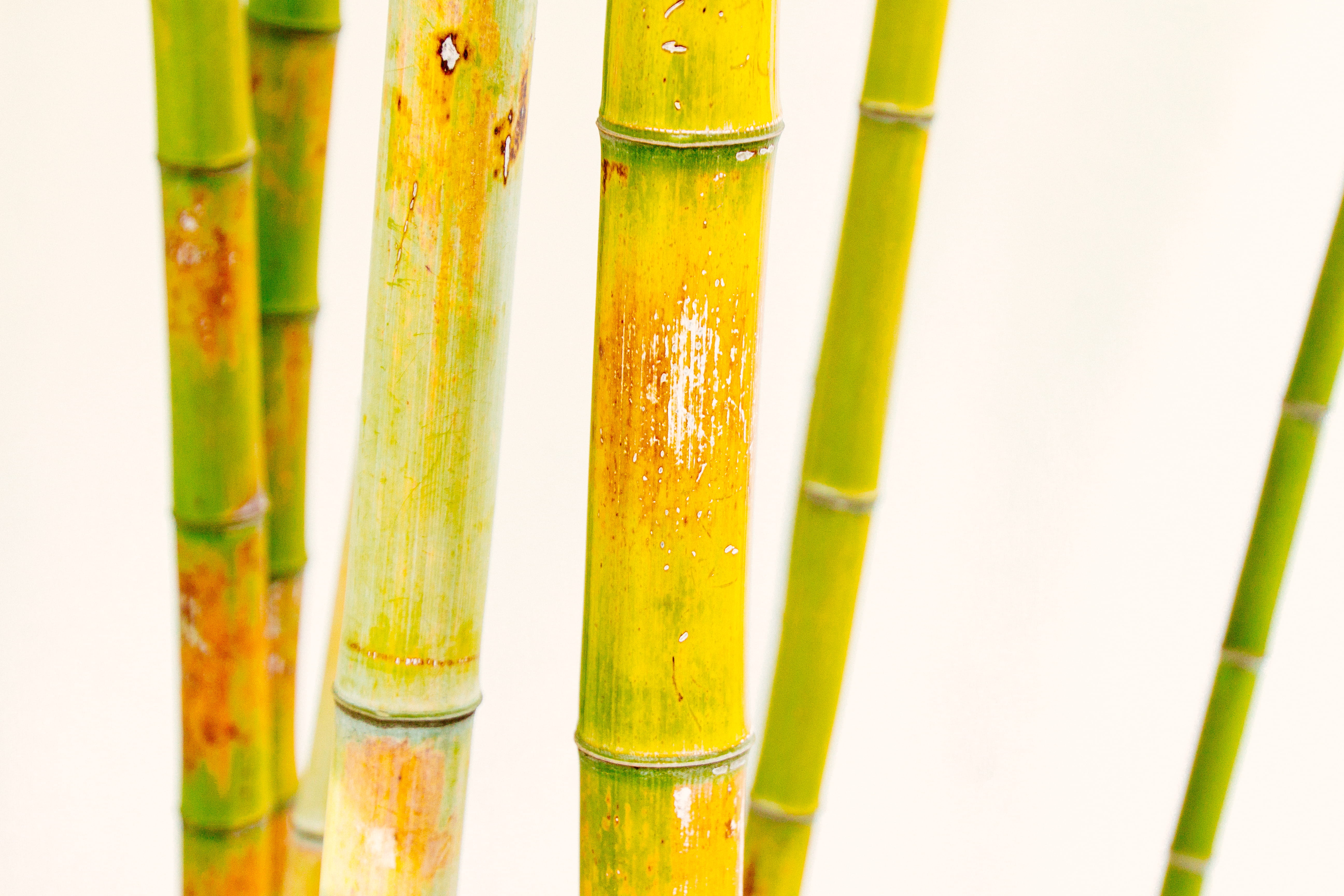 oldtown, group of objects, studio shot, focus on foreground, bamboo, green, food and drink, no people, lan su chinese garden, white background, 5K, walled, HD Wallpaper