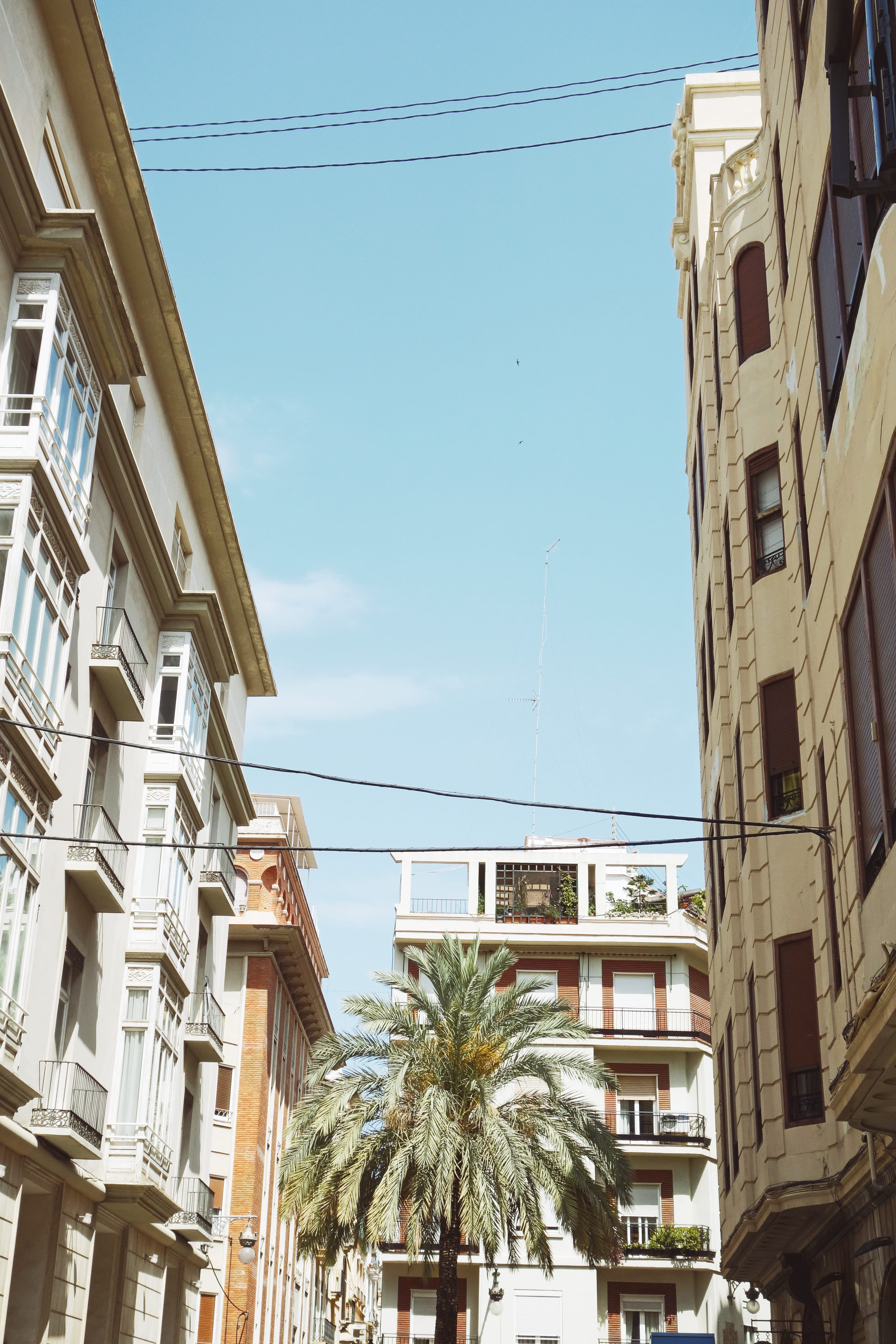 cable, street, city, summer, tropical climate, built structure, valencia, place, day, building exterior, outdoors, architecture, plant, spain, no people, Phone HD Wallpaper