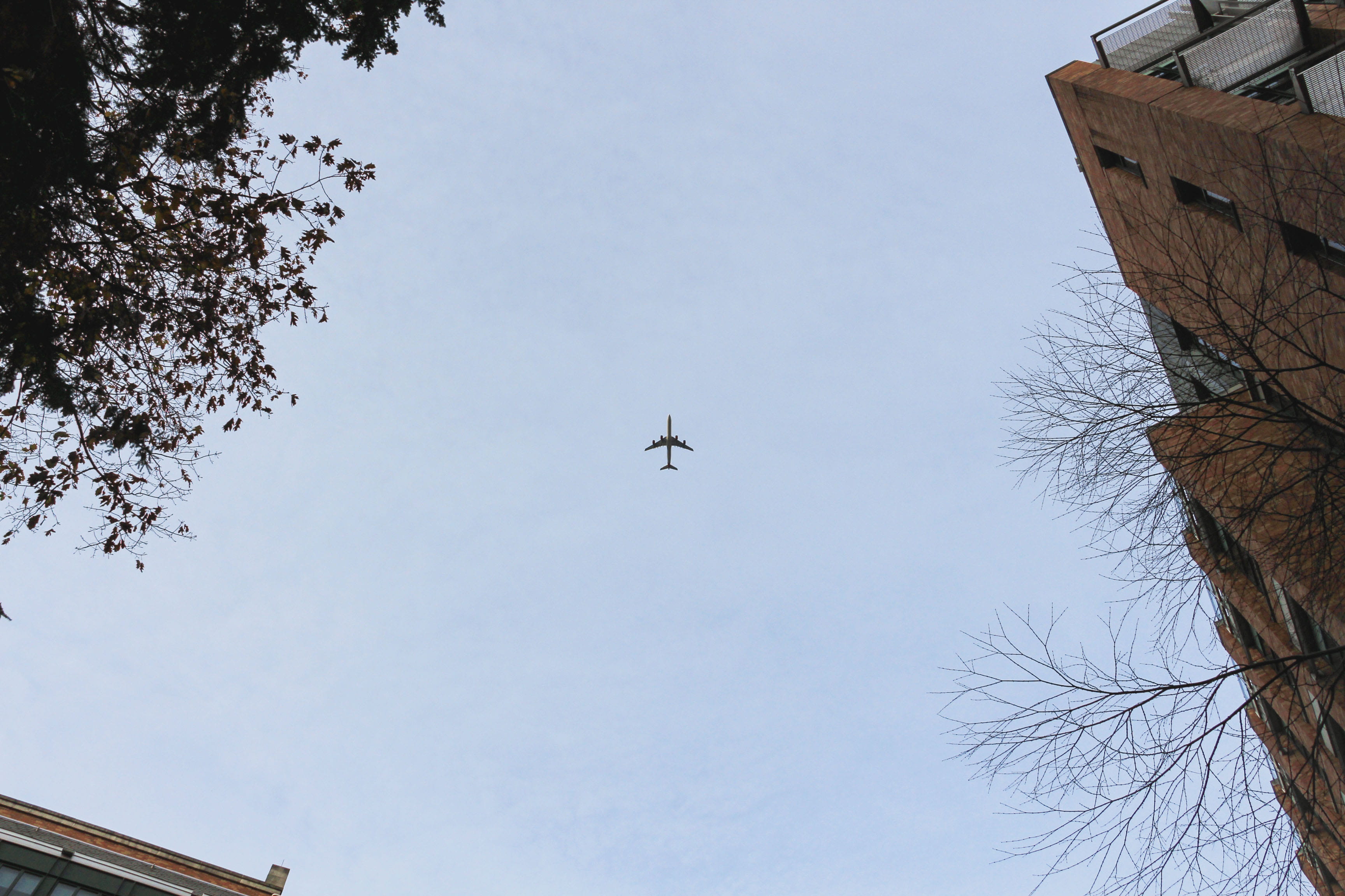 plant, motion, flight, outdoors, aerospace industry, tree, motivation, nature, mid-air, clear sky, bare tree, architecture, plane, seattle, day, paul g. allen center for computer science and engineering (cse), HD Wallpaper