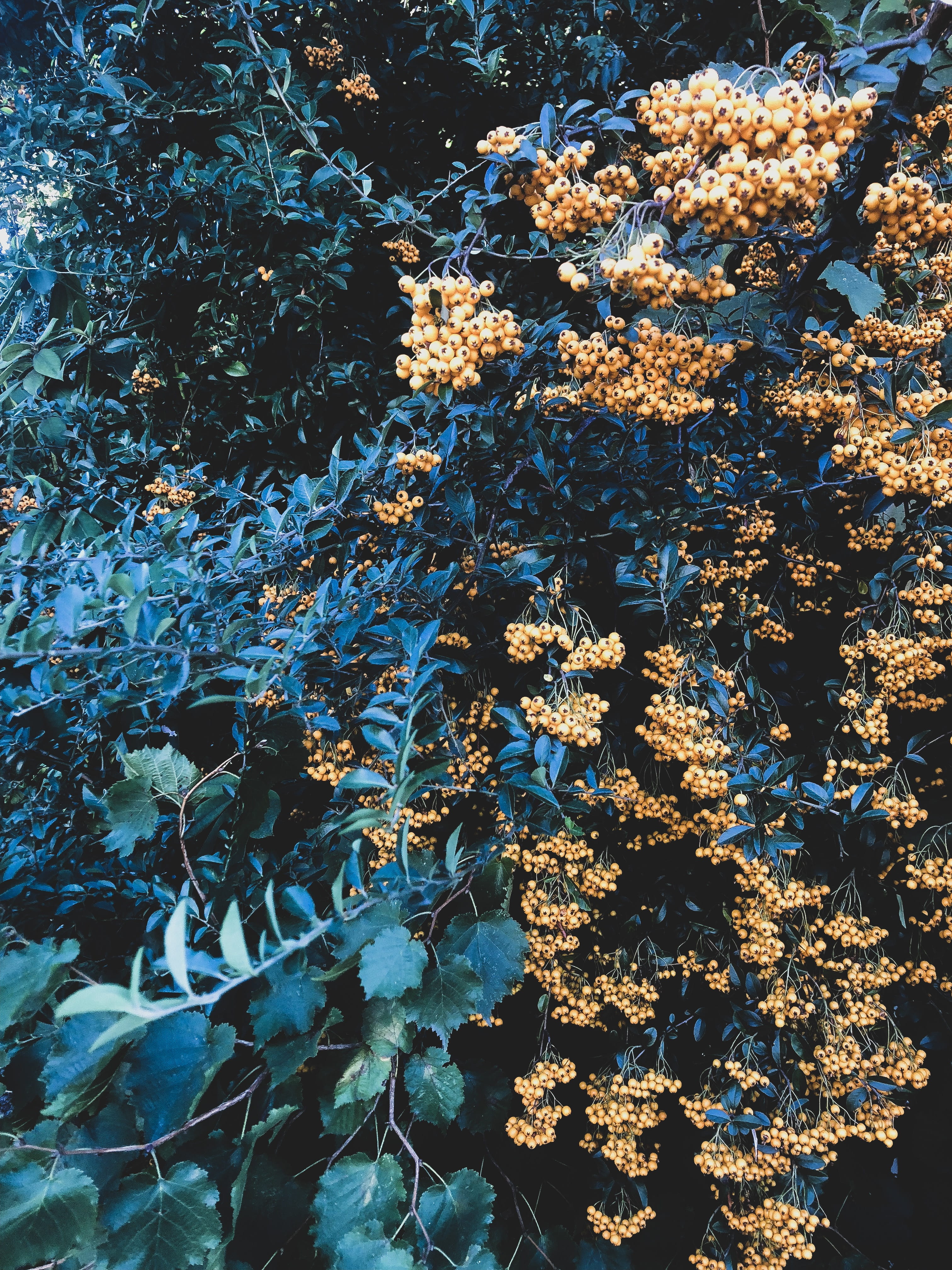 freshness, full frame, outdoors, beauty in nature, 4K, plant, no people, close-up, sunlight, contrast, seattle, backgrounds, colorful, nature, tranquility, Phone HD Wallpaper