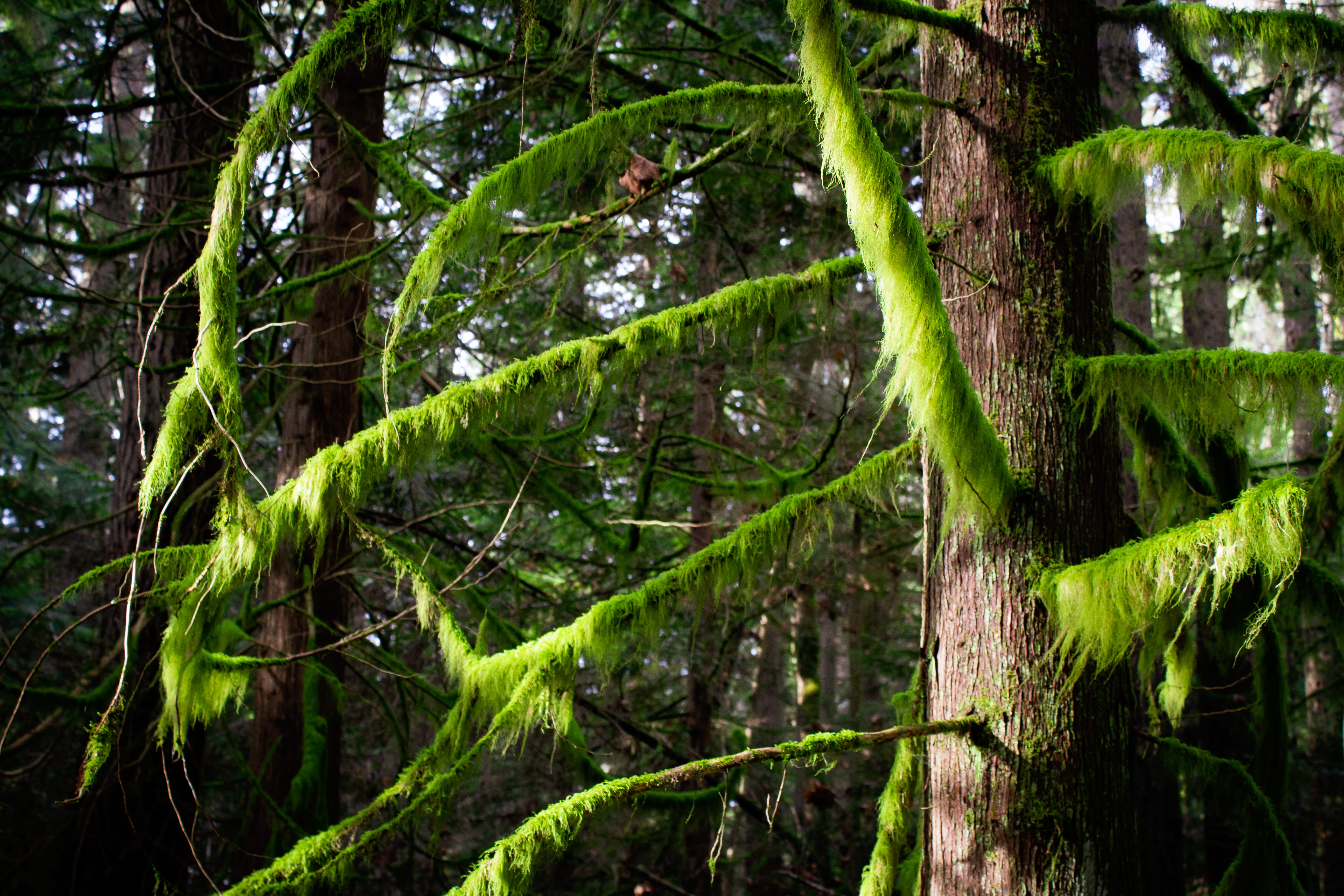 tranquility, green color, foliage, moss, tree, texture, outdoors, issaquah, woodland, washington, day, land, conifer, branch, rainforest, no people, beauty in nature, HD Wallpaper