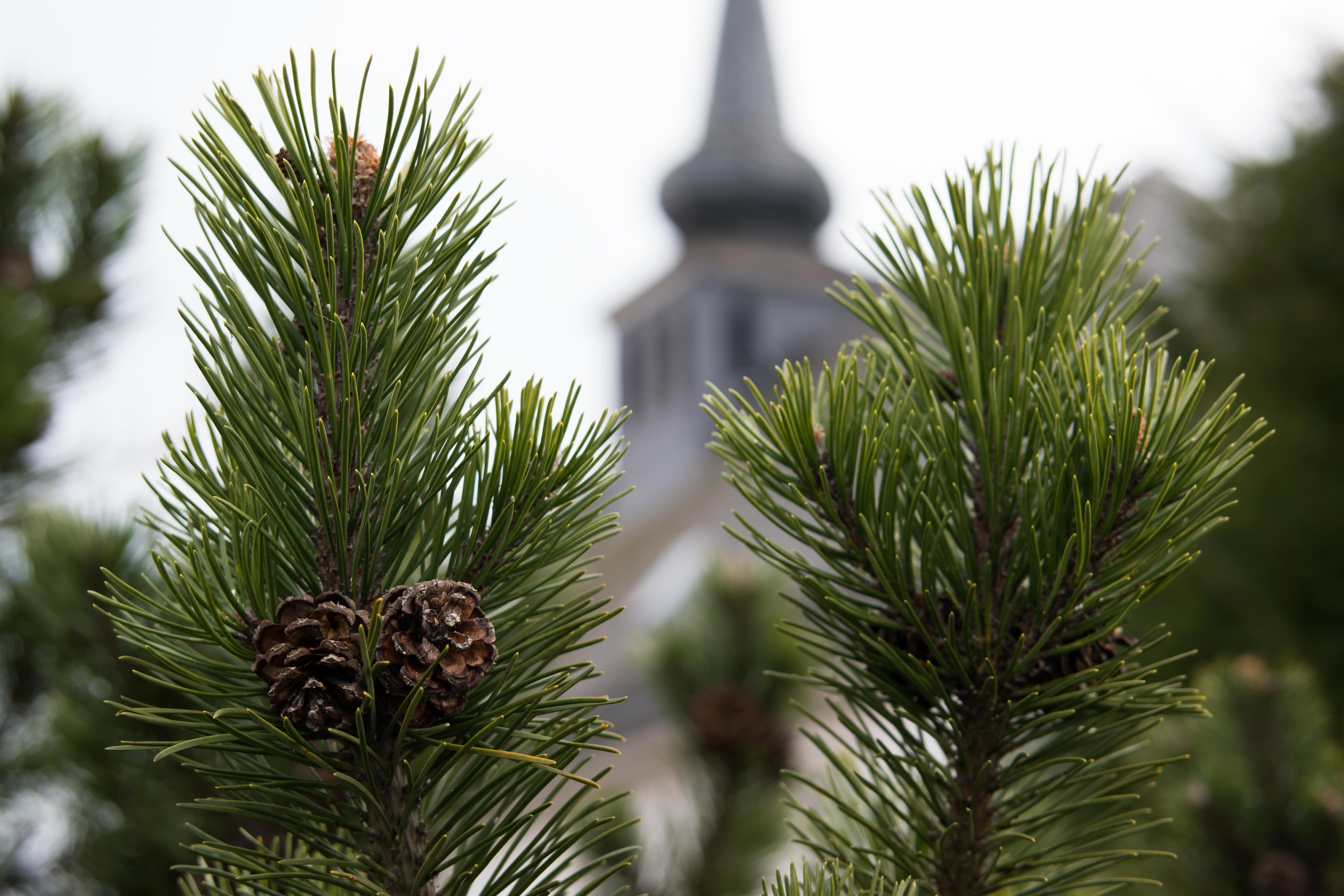 outdoors, close-up, 5K, focus on foreground, fir tree, pine, pine tree, tower, building exterior, no people, travel destinations, coniferous tree, branches, HD Wallpaper