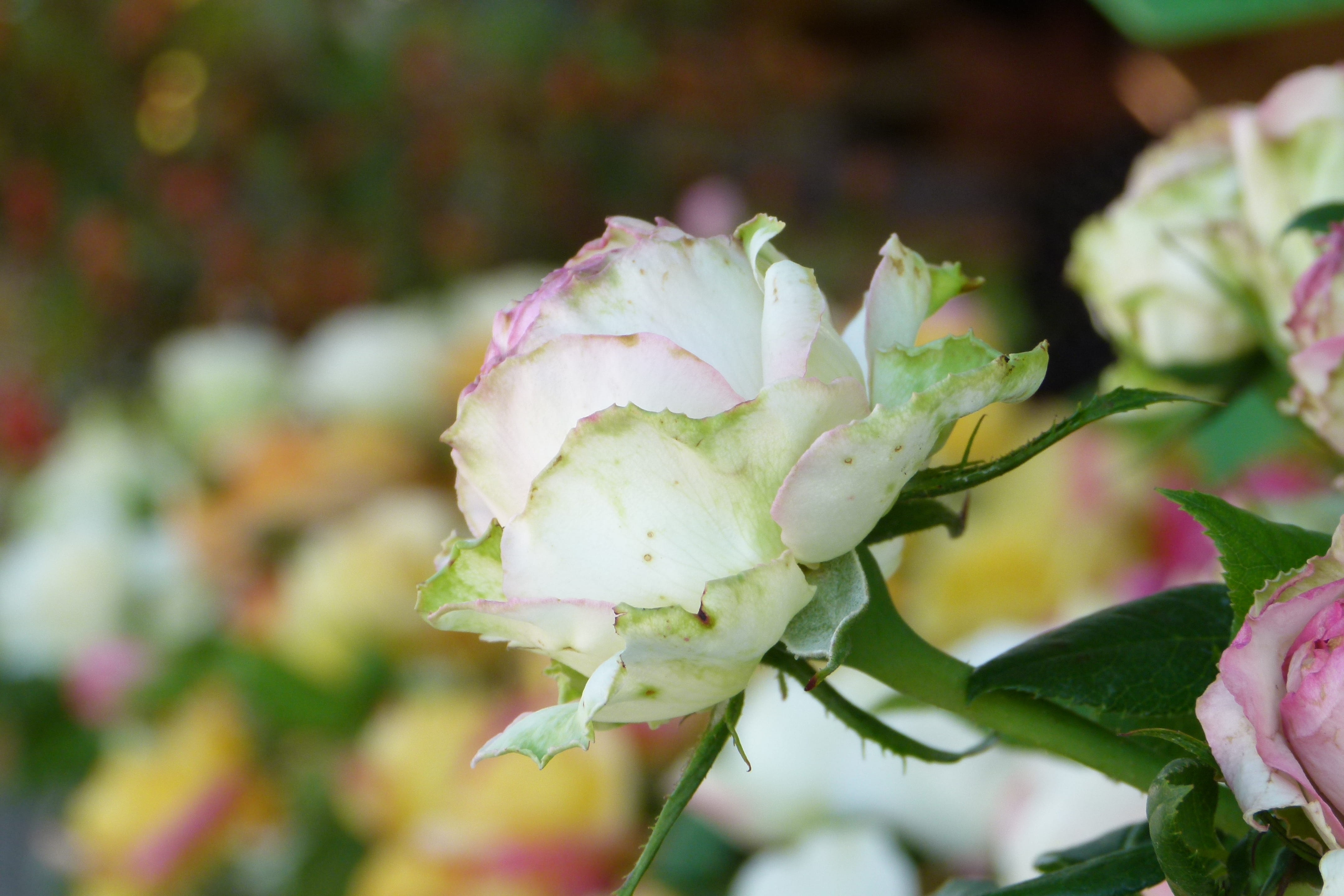 nature, happy birthday, vulnerability, flower head, background, rose, flowering plant, plant part, fragility, flower, freshness, leaf, inflorescence, love, HD Wallpaper