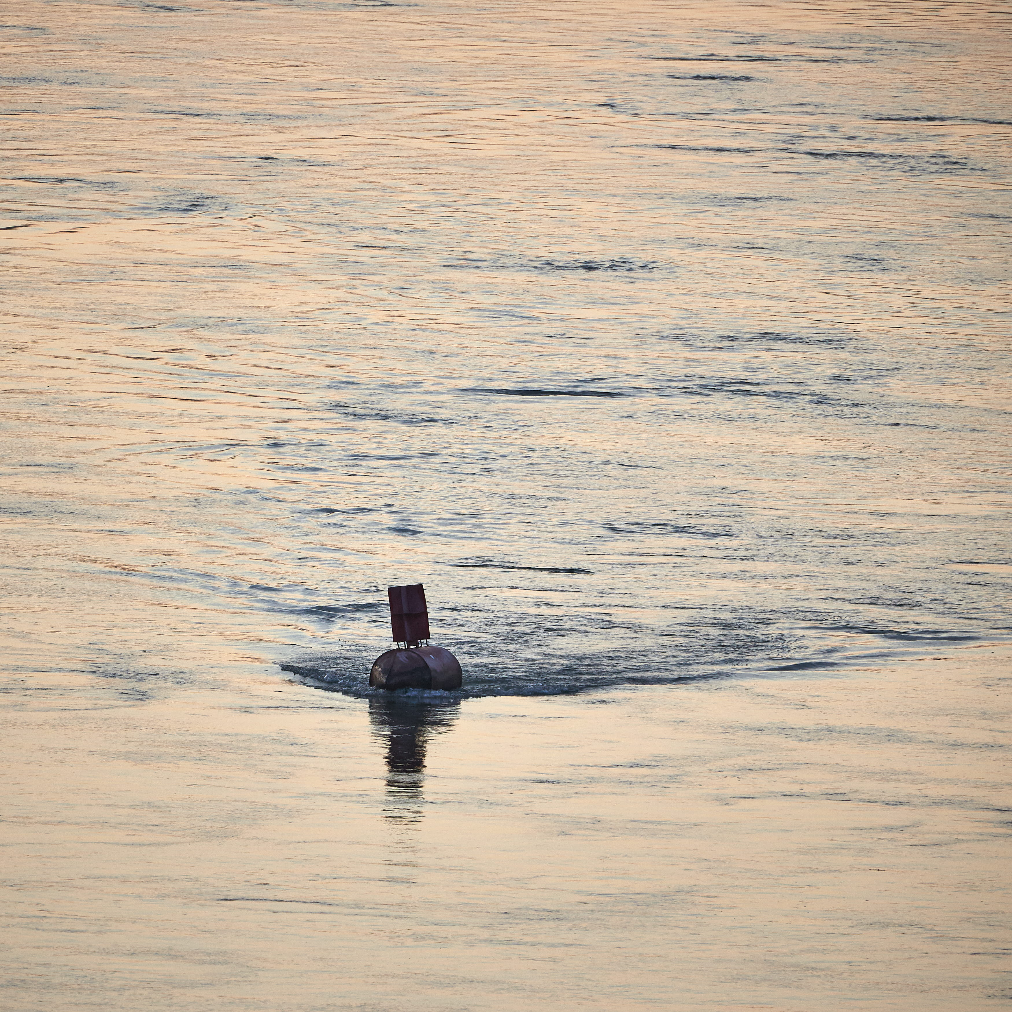 swimming, animal, river, outdoors, dunaj, morning, sea, nature, motion, tranquility, animal themes, no people, sunset, day, danube river, tranquil scene, Phone HD Wallpaper