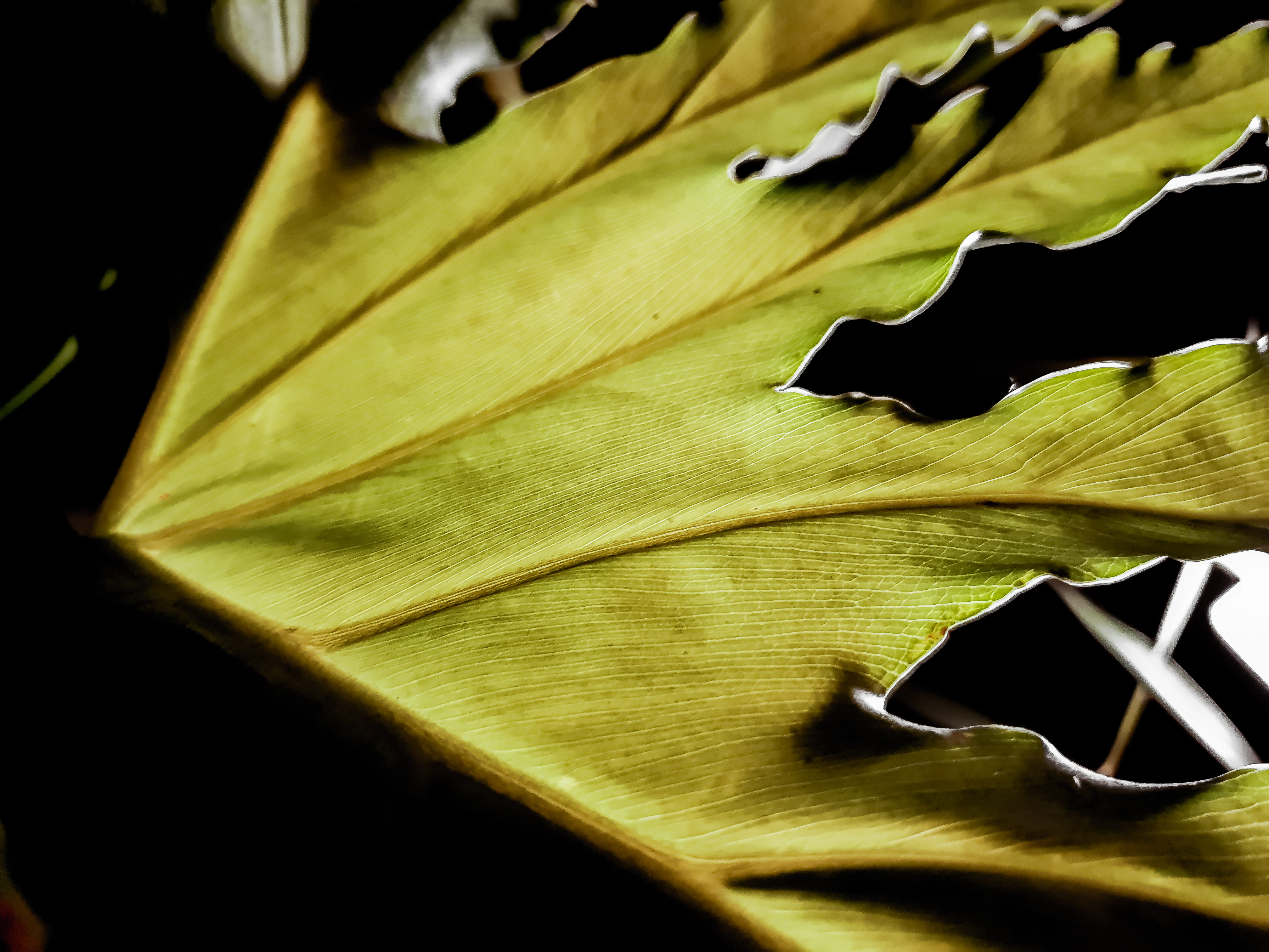 nervures, black color, background, 4K, costillas, vert, green color, studio shot, contrast, close-up, high angle view, pattern, textile, seche, HD Wallpaper